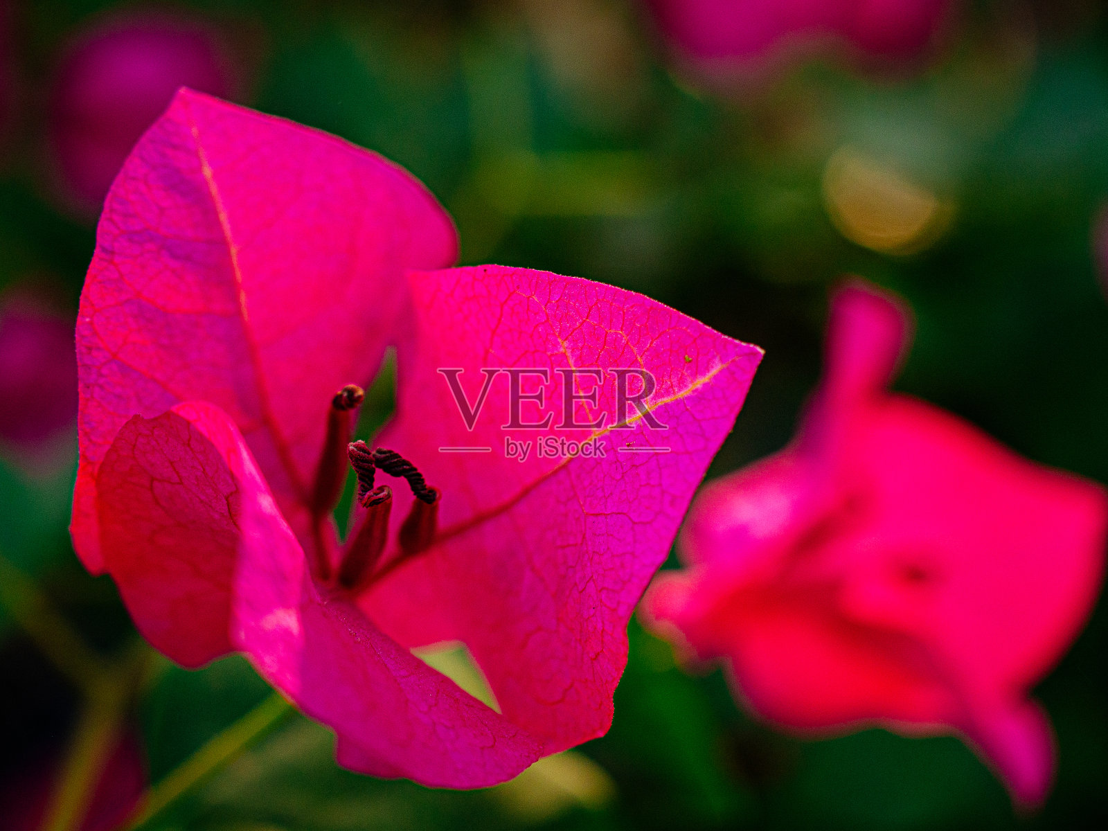 美丽的花照片摄影图片