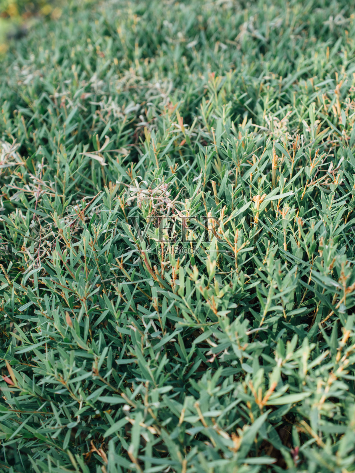 装饰植物照片摄影图片