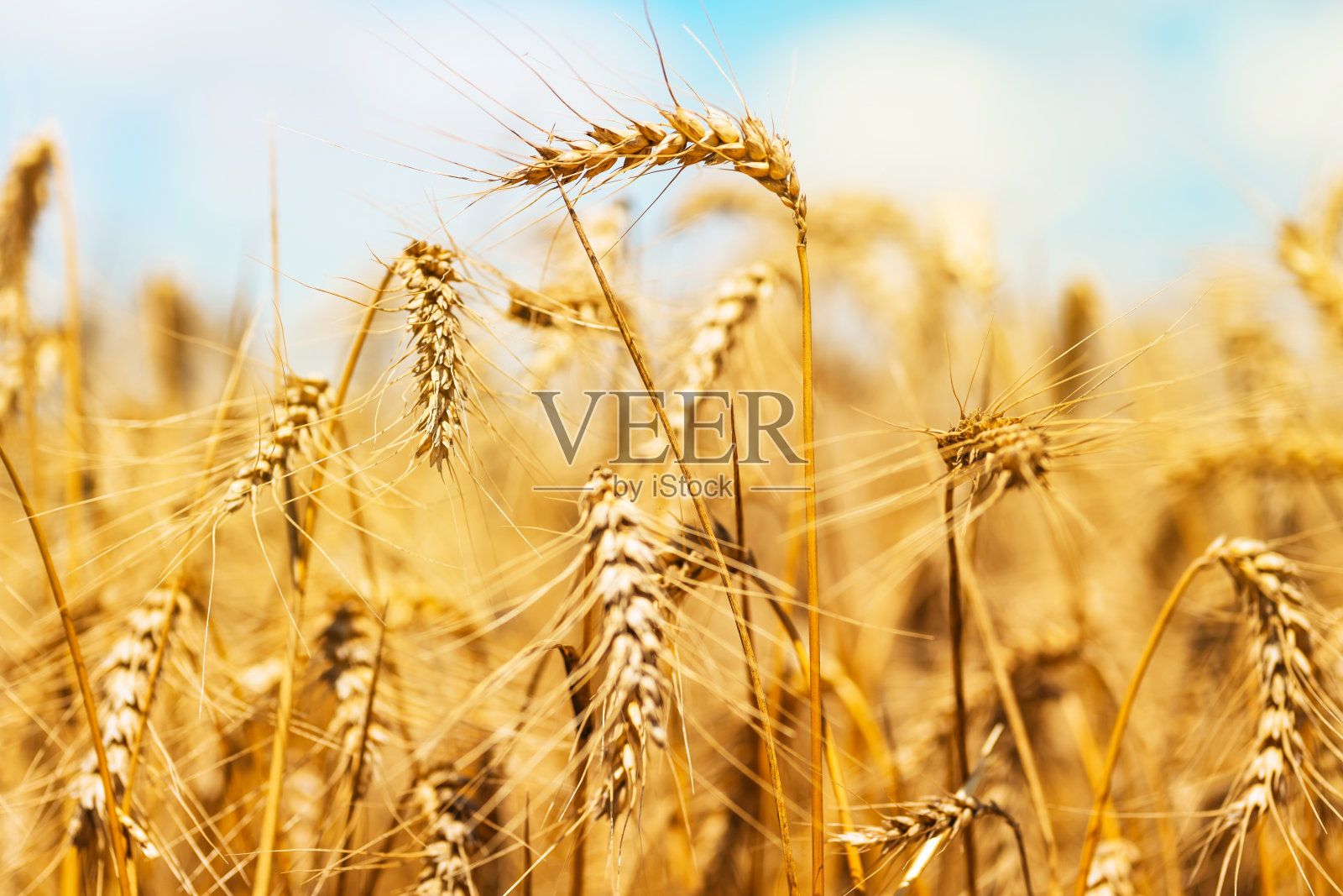 小麦。成熟小麦的小穗。丰收的概念。麦穗金黄的田野。农业领域。熟耳田园自然风光背景。照片摄影图片