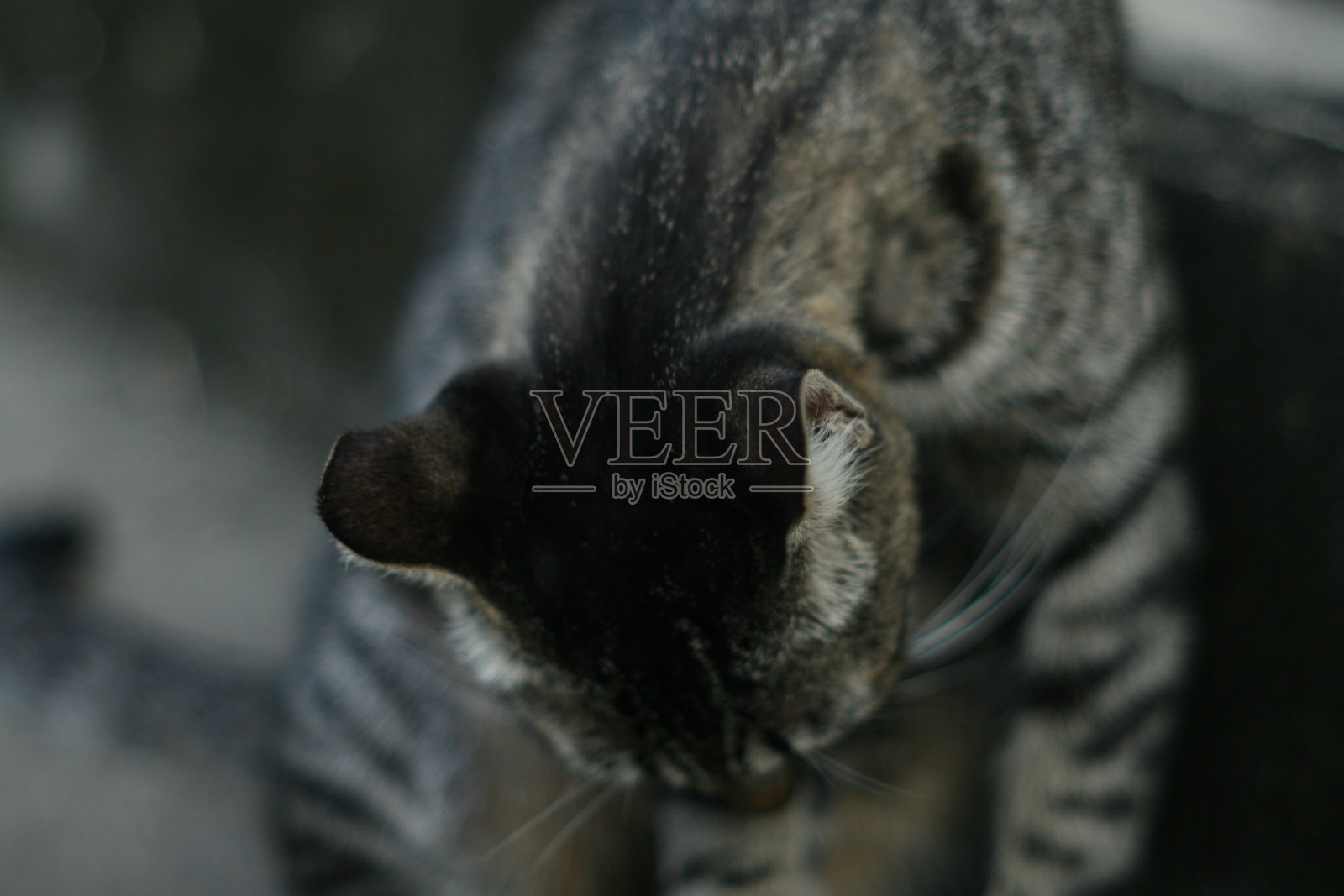 无家可归的猫照片摄影图片