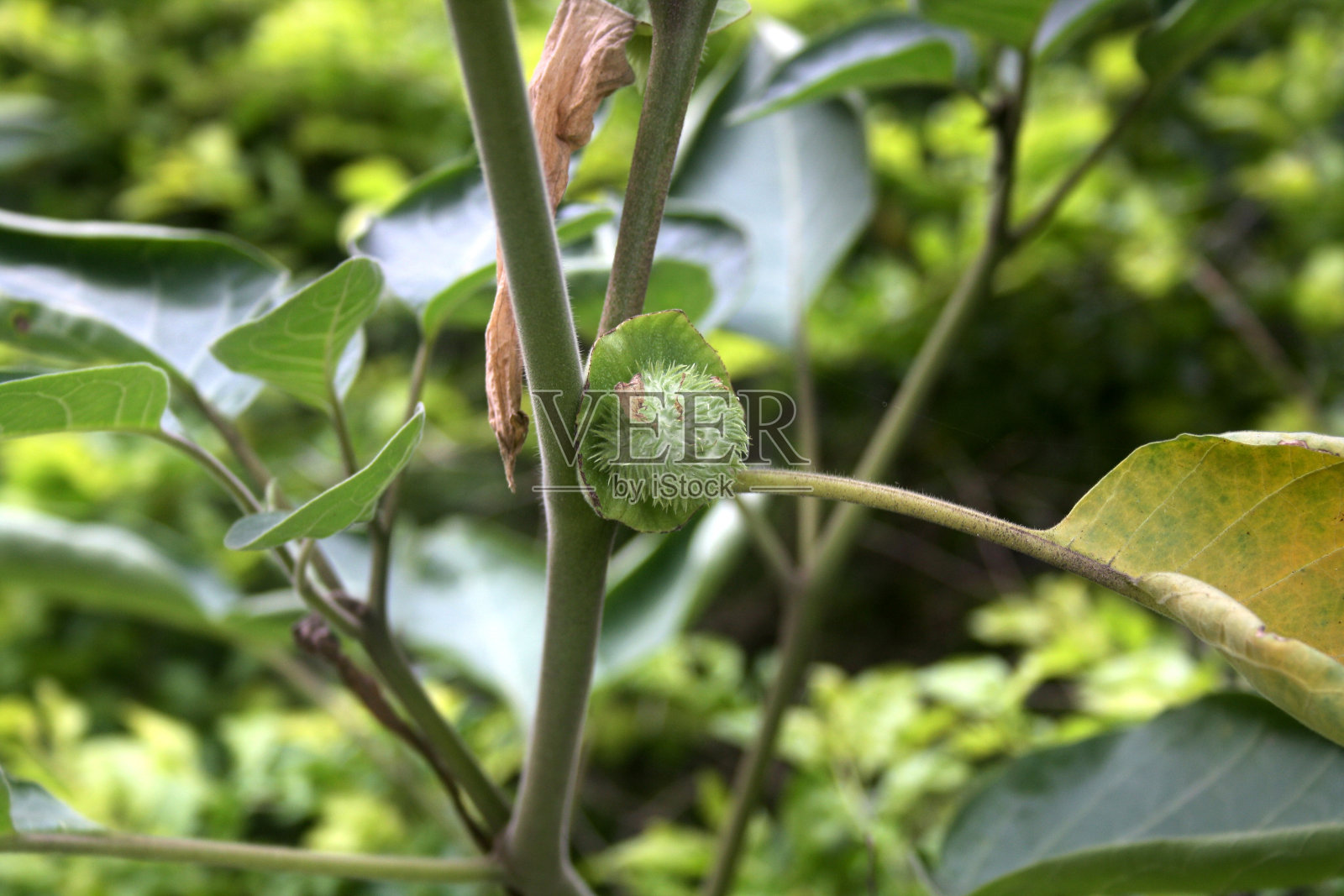 植物上的魔鬼角果(Datura metel):(图片来源:Sanjiv Shukla)照片摄影图片