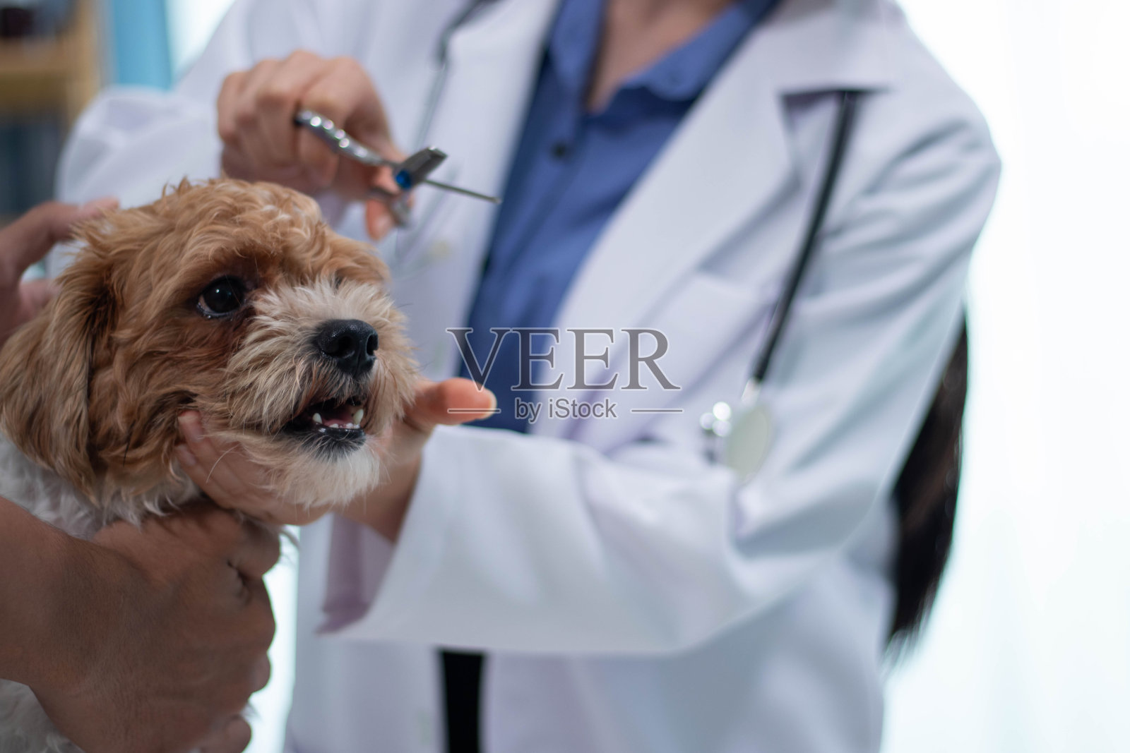 一位美丽的女兽医，在动物医院照顾着一只狗，带着快乐的微笑。照片摄影图片