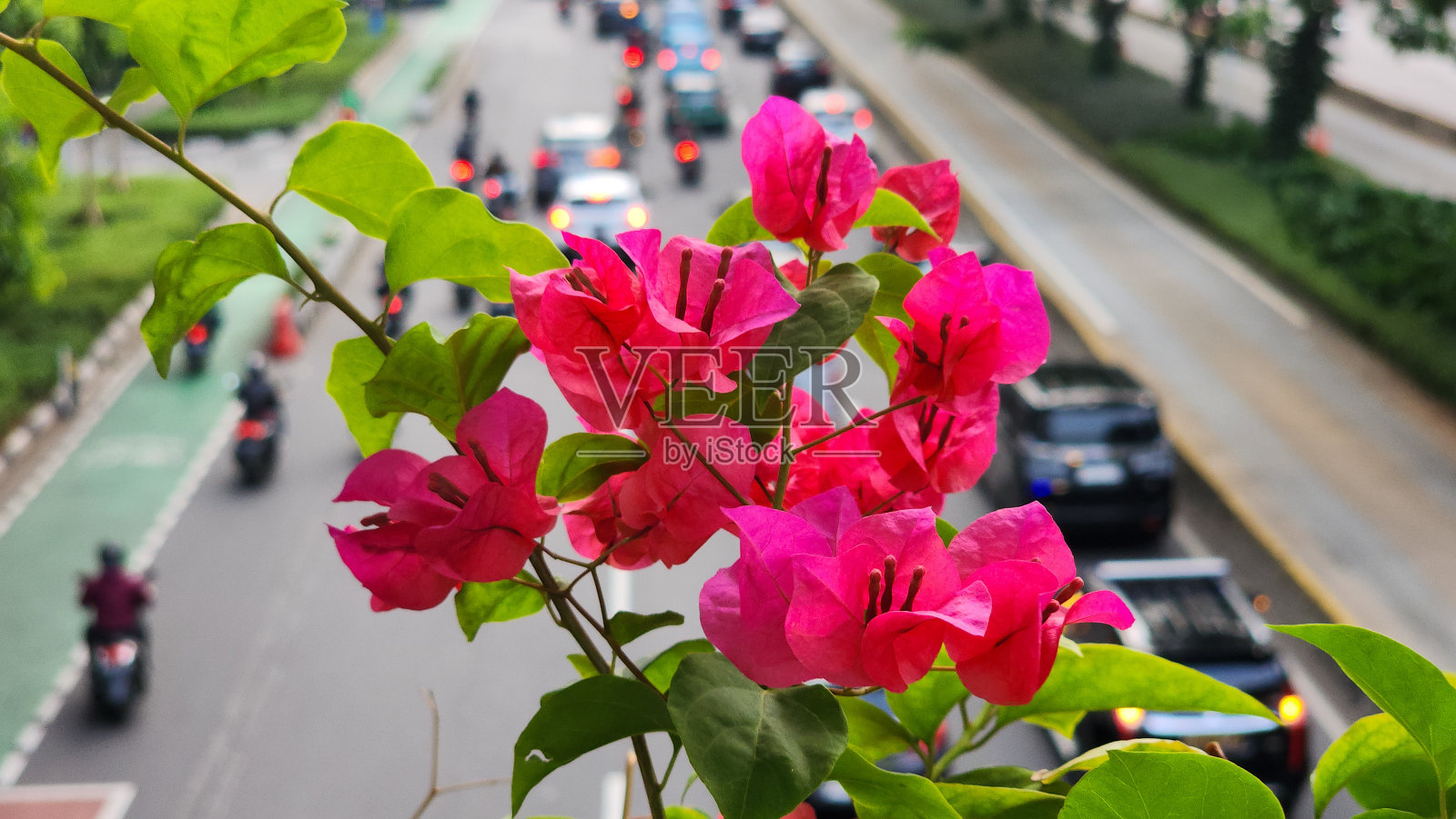 雅加达苏迪曼街人行天桥上美丽的红色三角梅。背景模糊的交通照片摄影图片