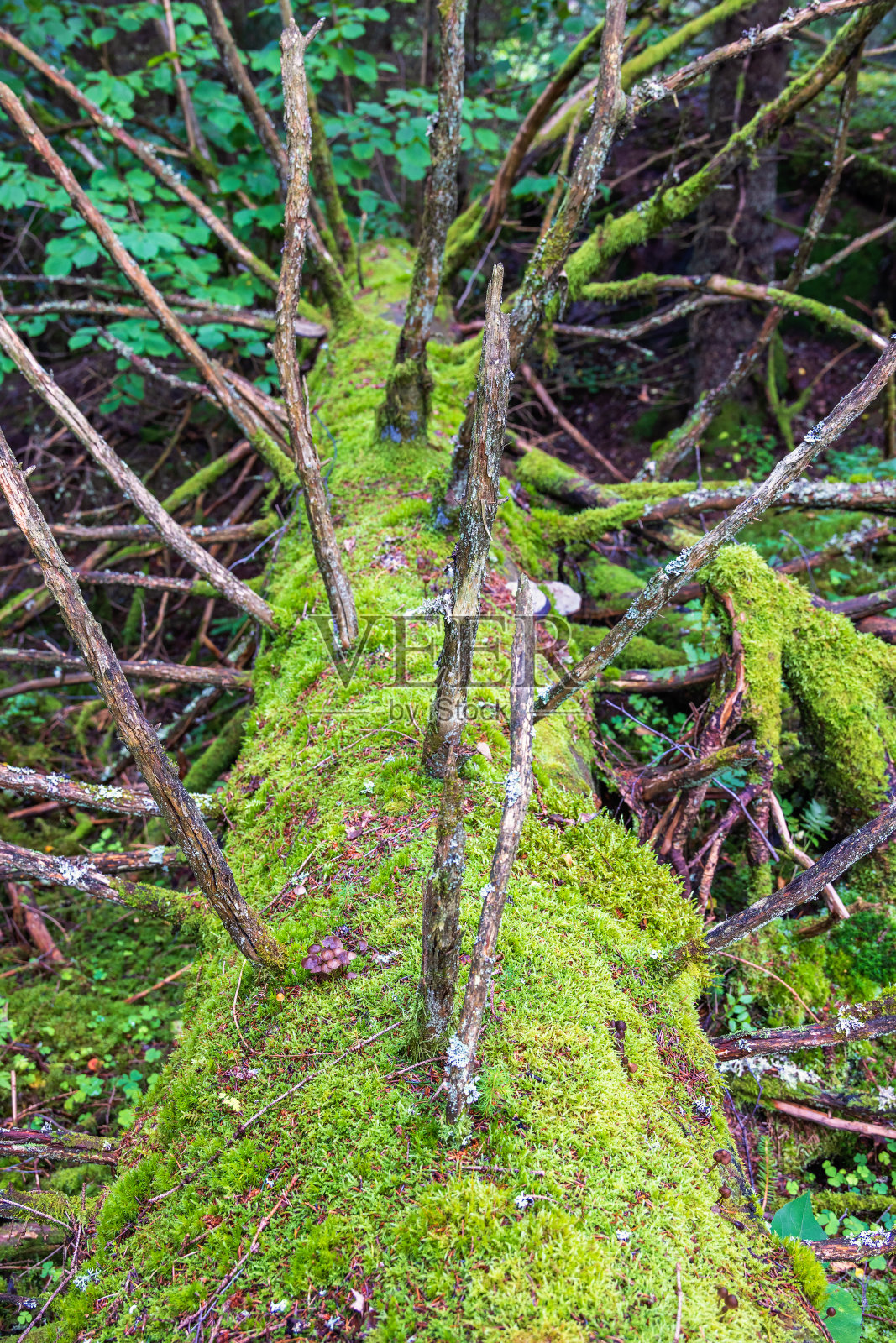 森林里长满青苔的倒下的树干照片摄影图片