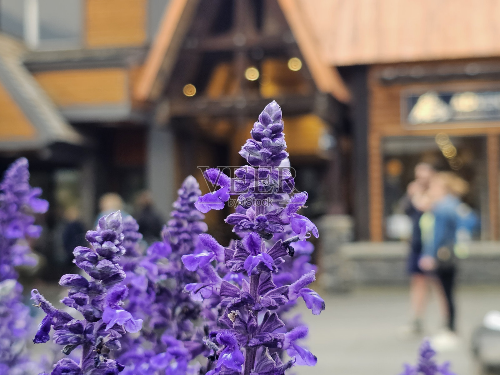 花照片摄影图片