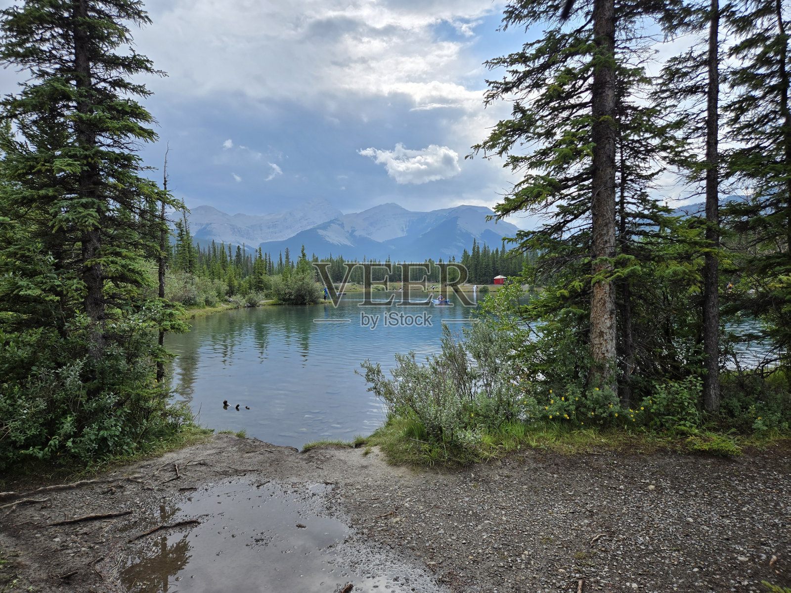 勿忘我池塘照片摄影图片