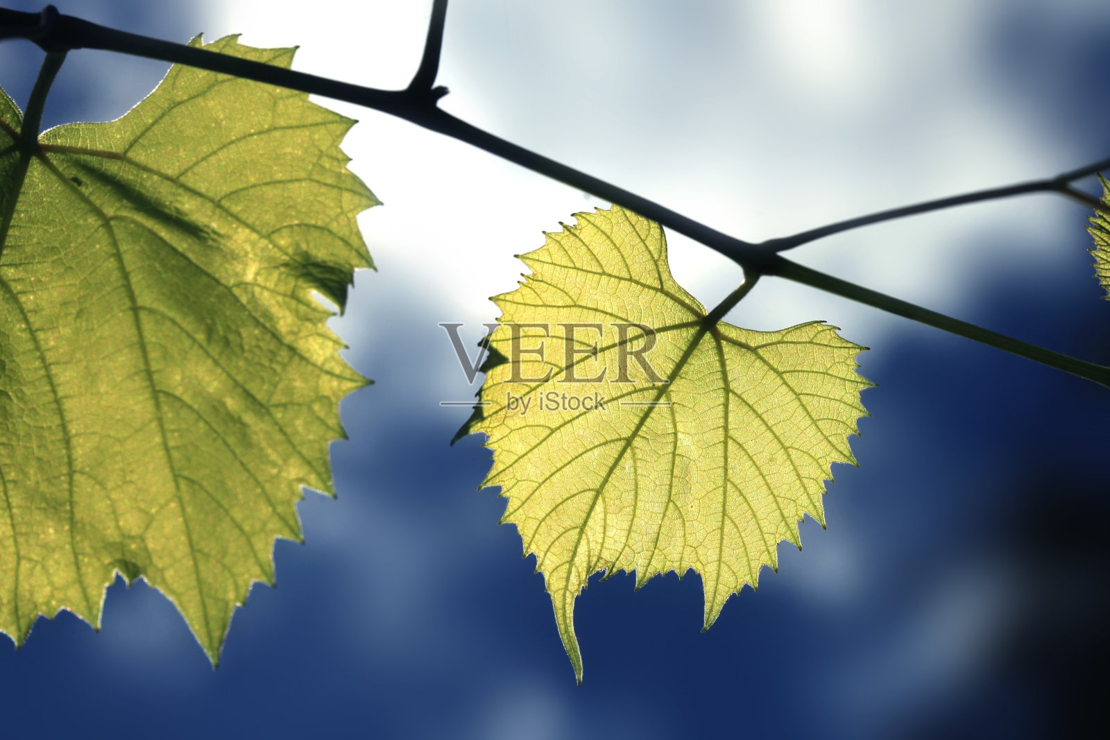 夏天花园里五颜六色的植物照片摄影图片