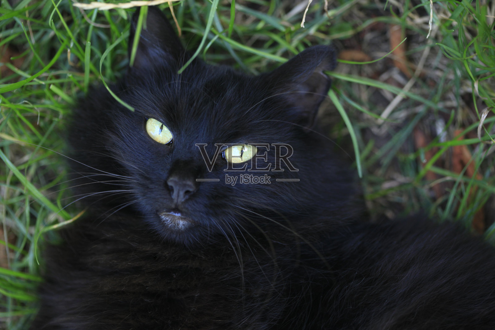 可爱的黑猫的肖像照片摄影图片