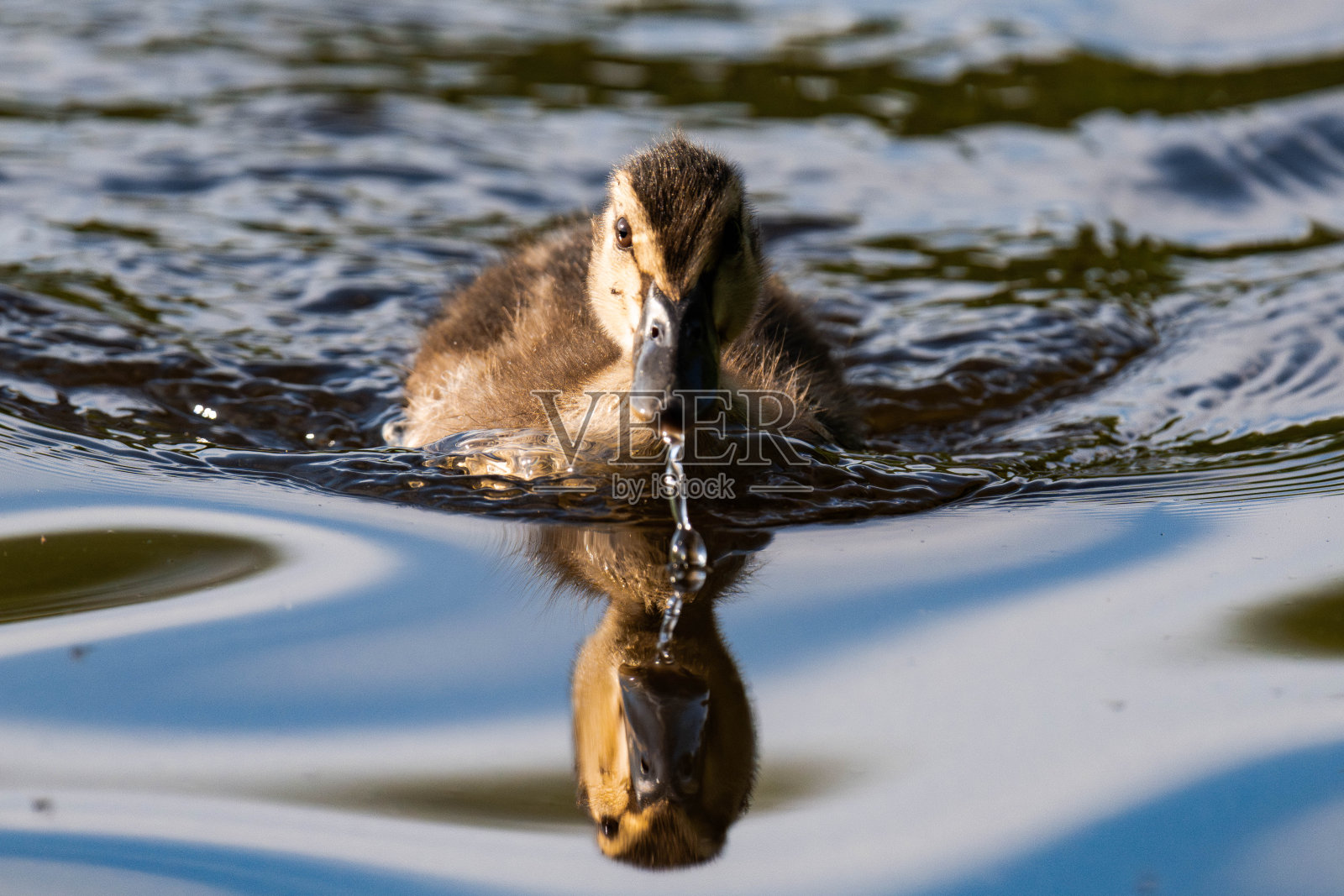 在水里游泳的绿头鸭或野鸭照片摄影图片