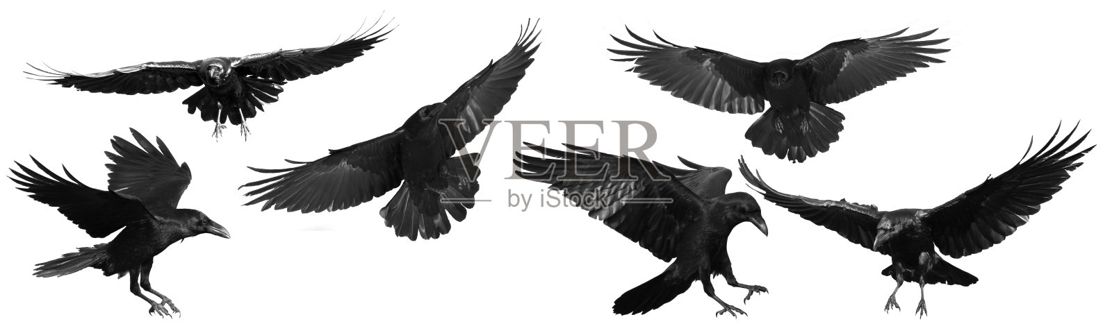 鸟类飞渡鸦孤立于白底鸦科。万圣节-混合六只飞鸟照片摄影图片
