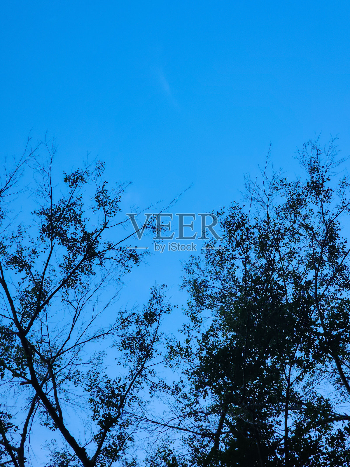 清晨的绿叶映衬着蓝天的背景。文本的复制空间。树叶和蓝天的背景照片摄影图片