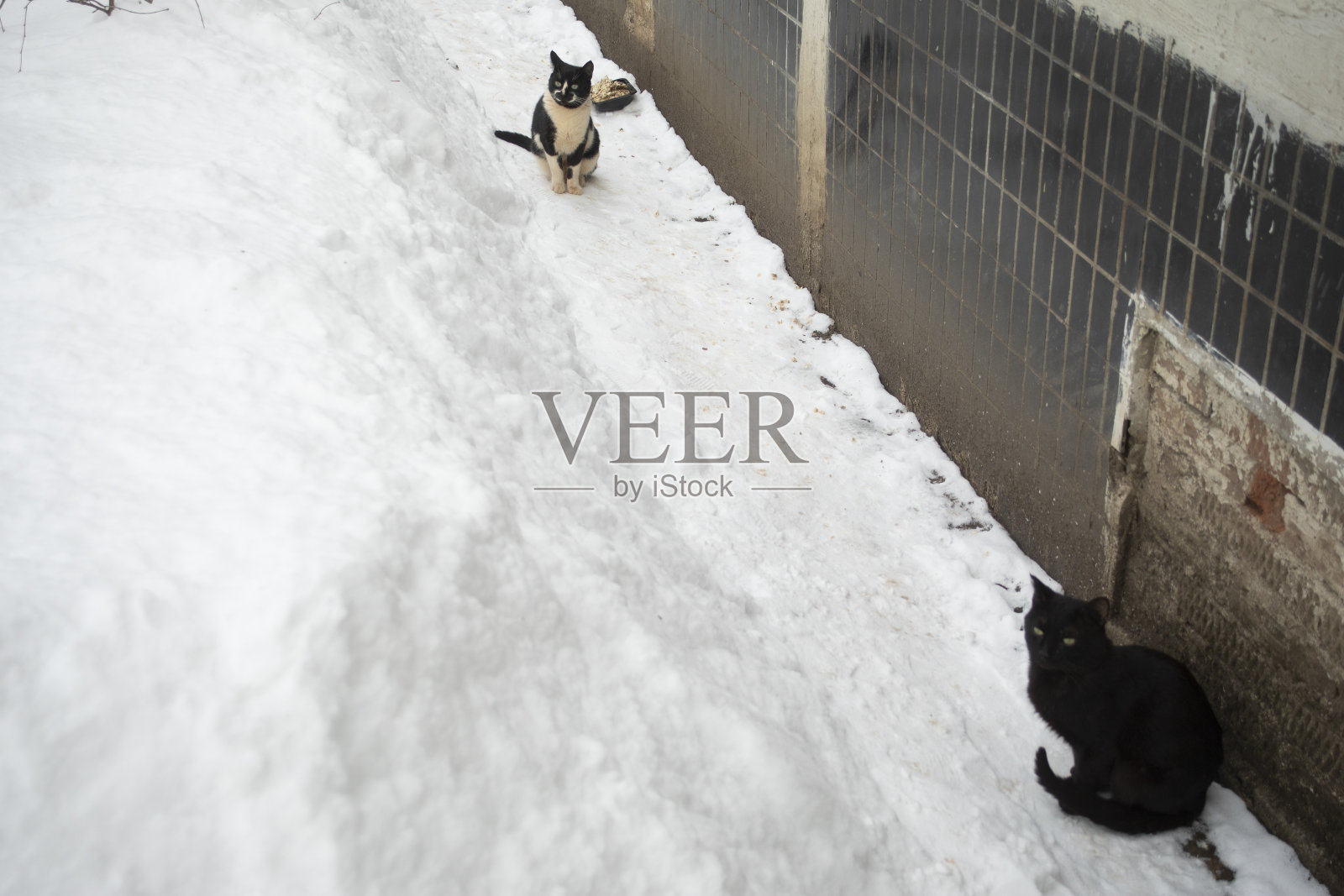 一只猫在雪地里。冬天流浪动物在街上。宠物快冻僵了。照片摄影图片