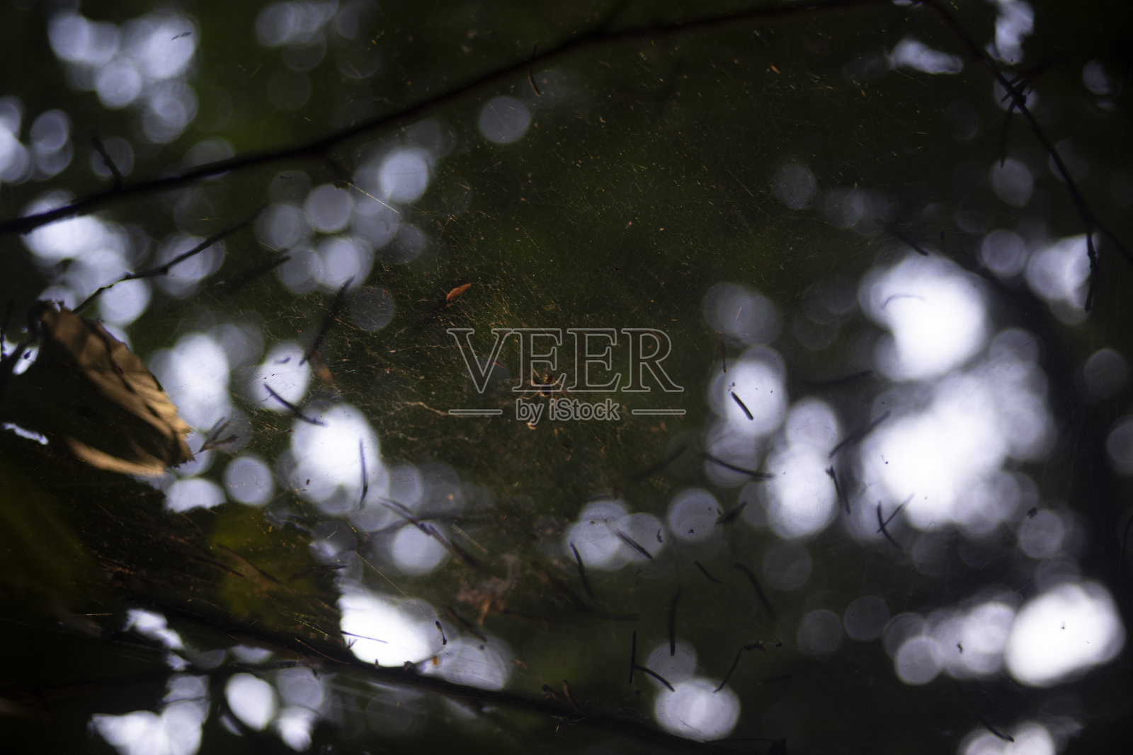 网中的小蜘蛛。森林里的蜘蛛网。模糊的背景与昆虫。照片摄影图片