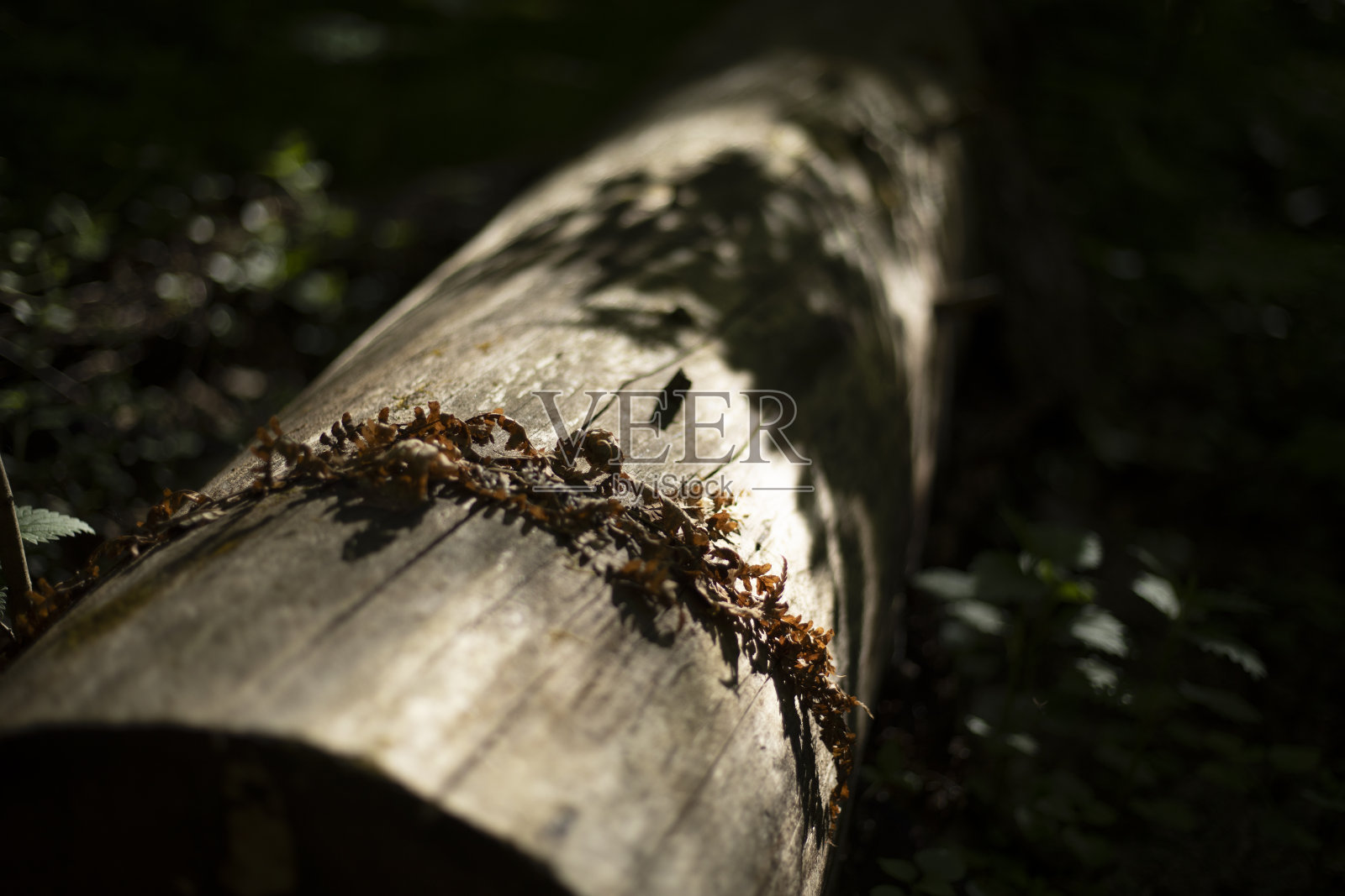 森林里的一棵干树。一根腐烂的木头。一个旧箱子。照片摄影图片