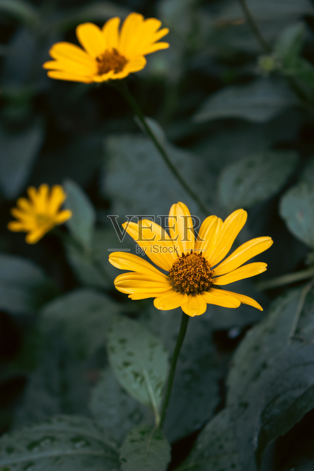 深绿色背景上的黄色花朵。明亮的黄色雏菊在黑暗的自然背景。夏日大自然的细节。露珠中的花瓣，深绿色的叶子。照片摄影图片