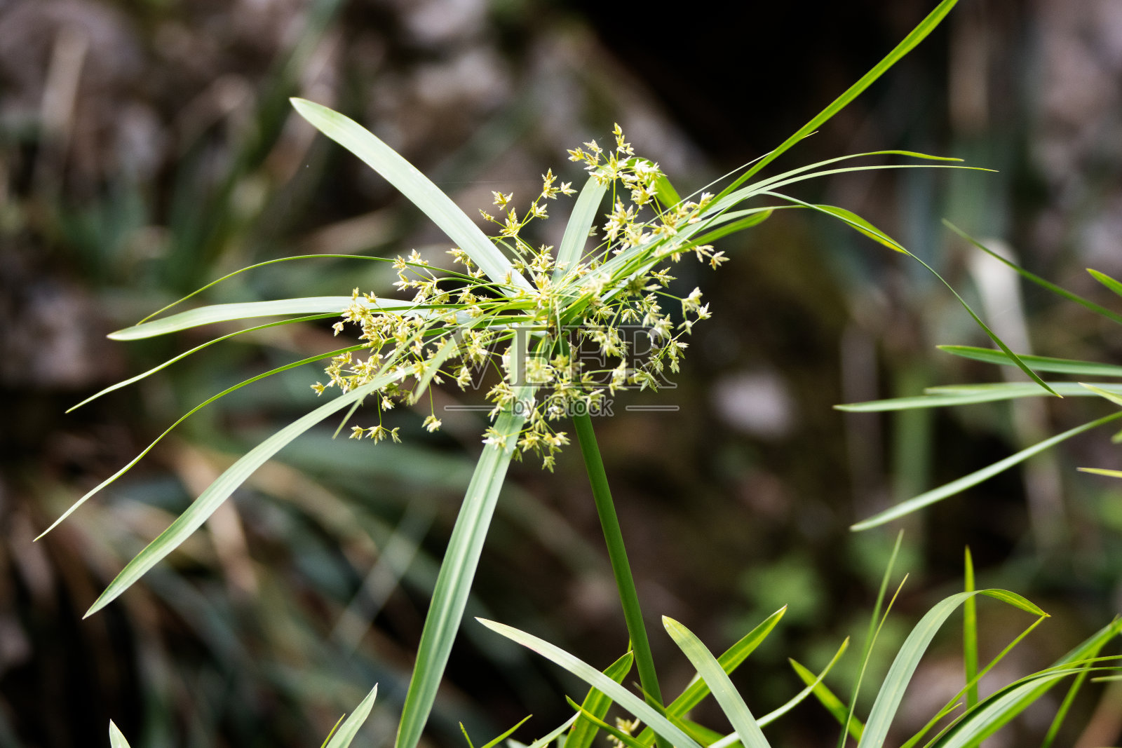伞状的纸莎草或莎草或棕榈(Cyperus alternifolius)花在自然的绿色背景上孤立照片摄影图片
