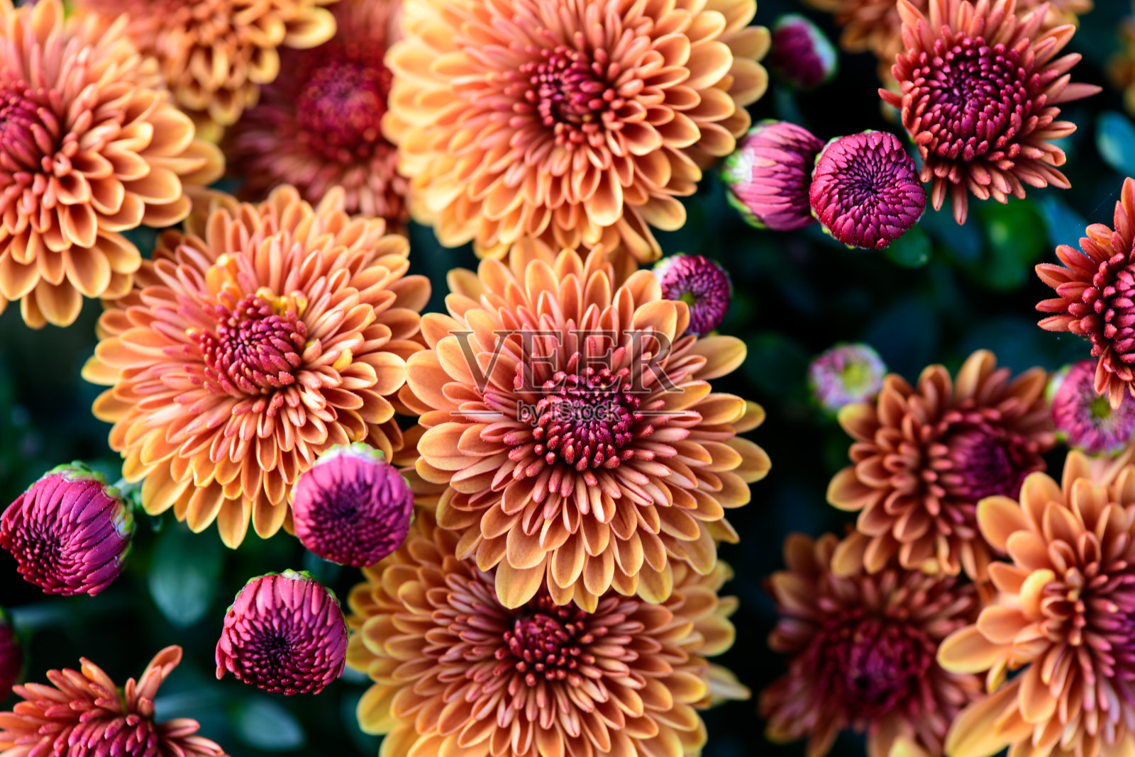 粉红色大丽花的高角度视图照片摄影图片