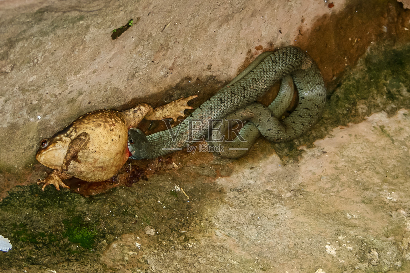 蛇在陆地上捕食青蛙的高视角照片摄影图片