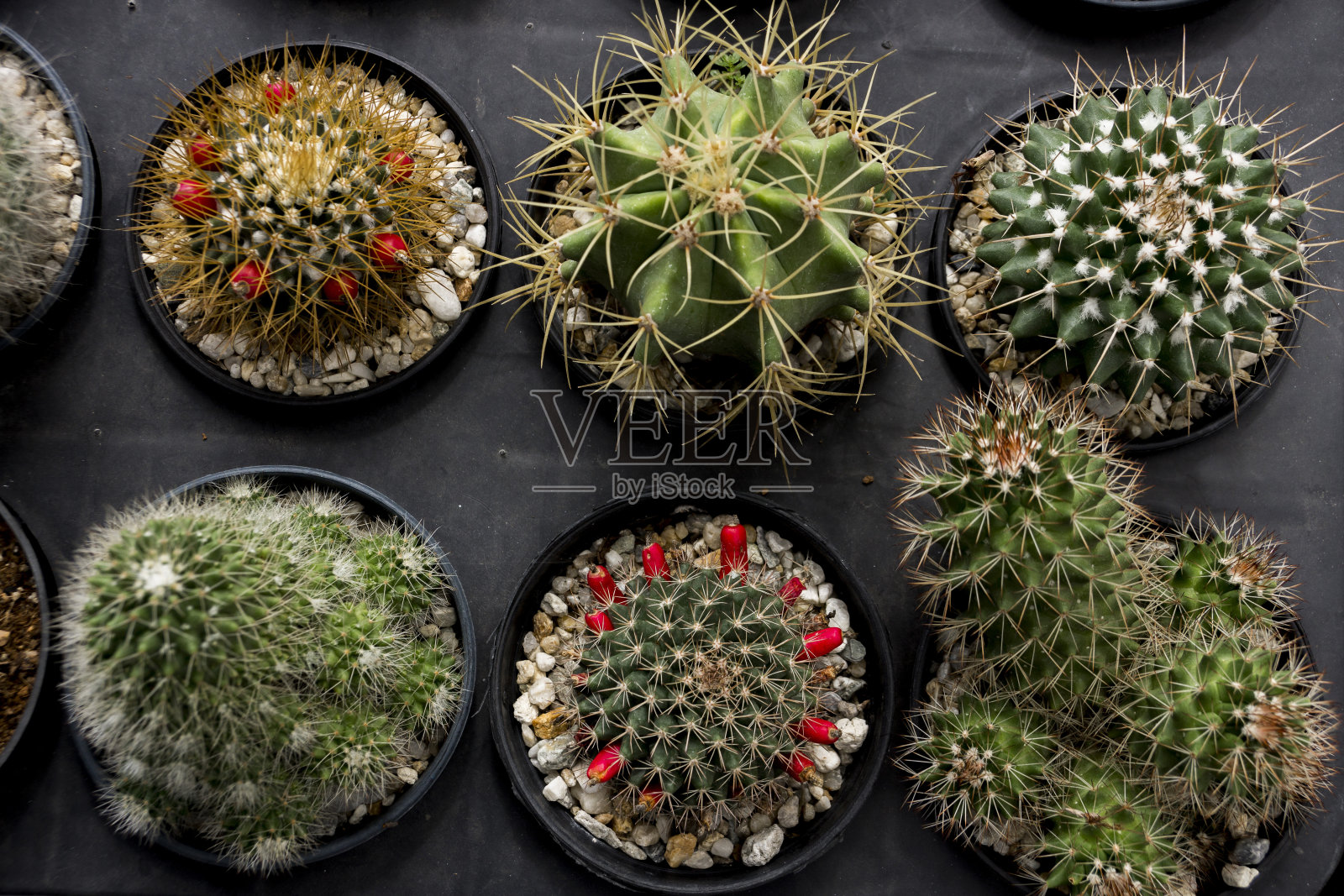 盆栽植物的高角度视图照片摄影图片