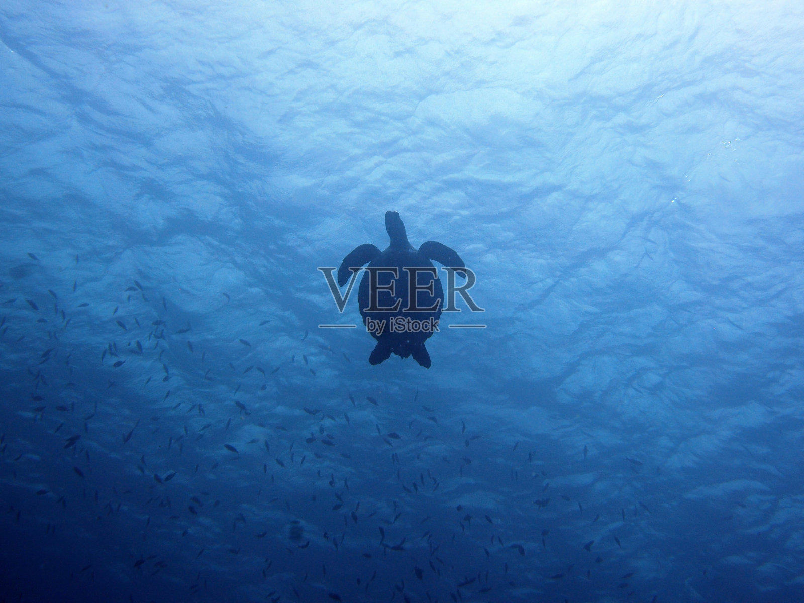 低角度看海龟在海里游泳照片摄影图片