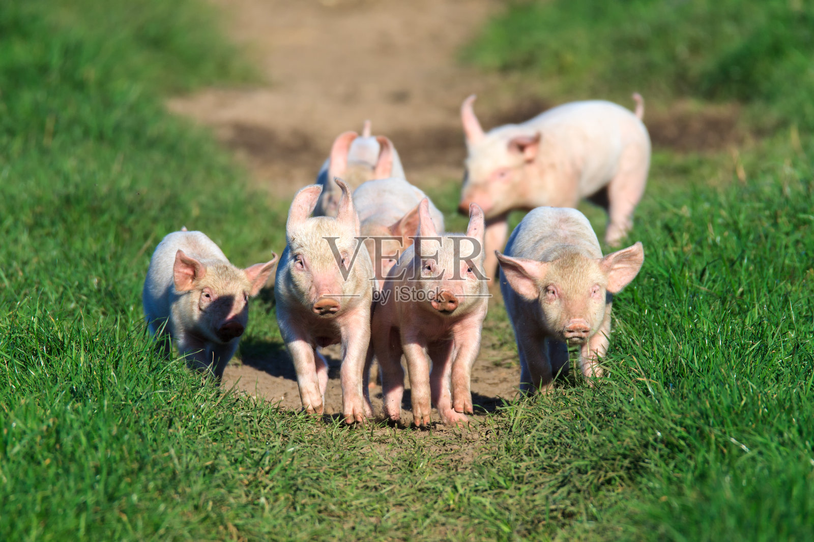 田间行走的猪照片摄影图片