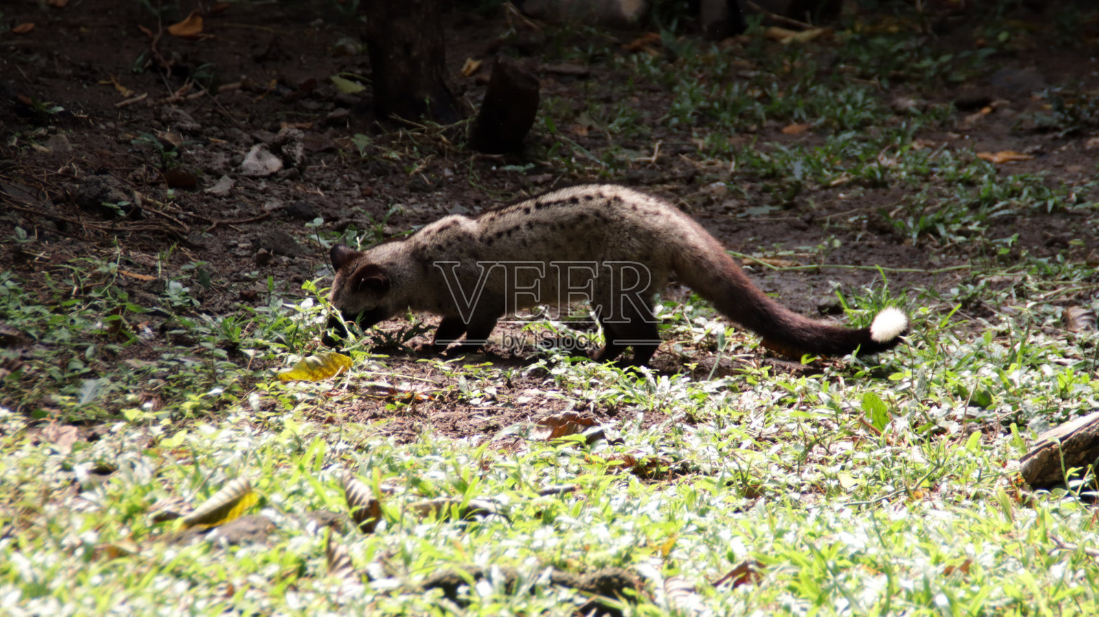 野生果子狸探索森林地板与阳光透过树木在自然栖息地照片摄影图片