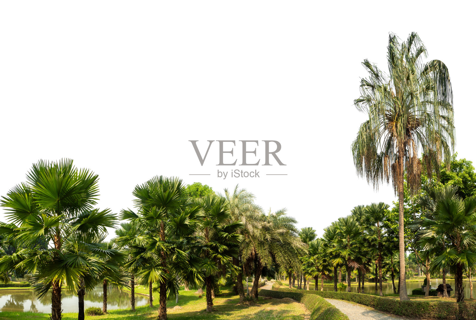 绿色灌木、观赏植物、花园或公园。隔离在白色背景与剪辑路径和alpha通道。照片摄影图片