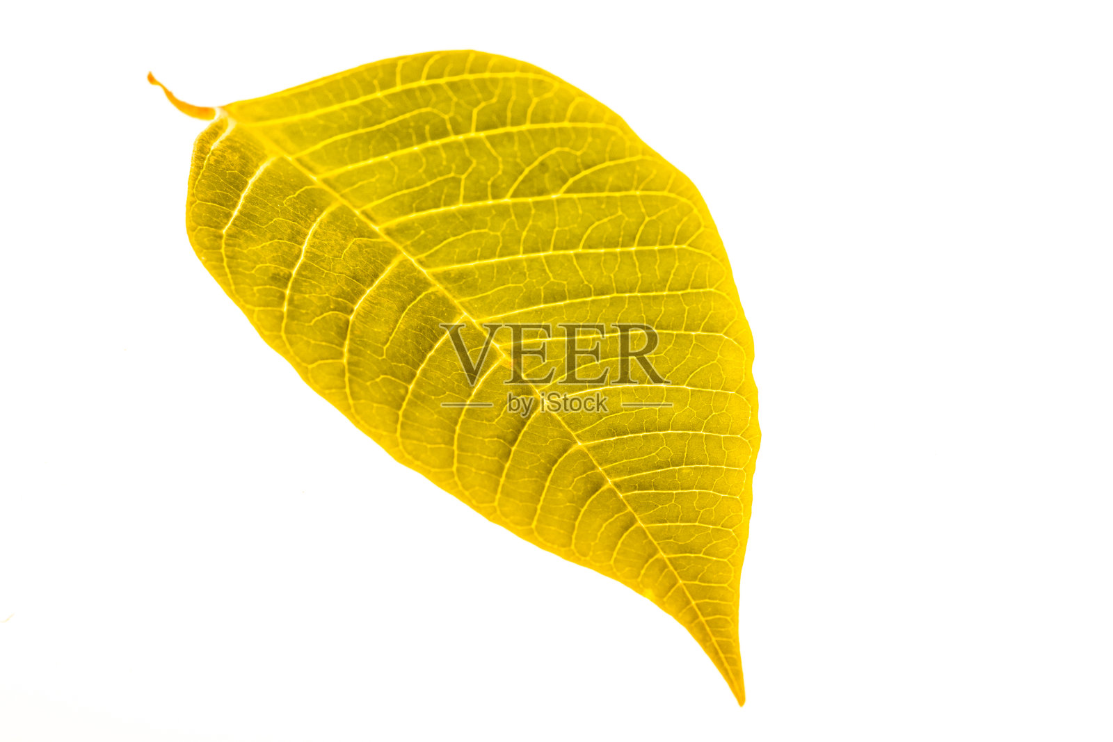 叶子在白色背景下的特写照片摄影图片