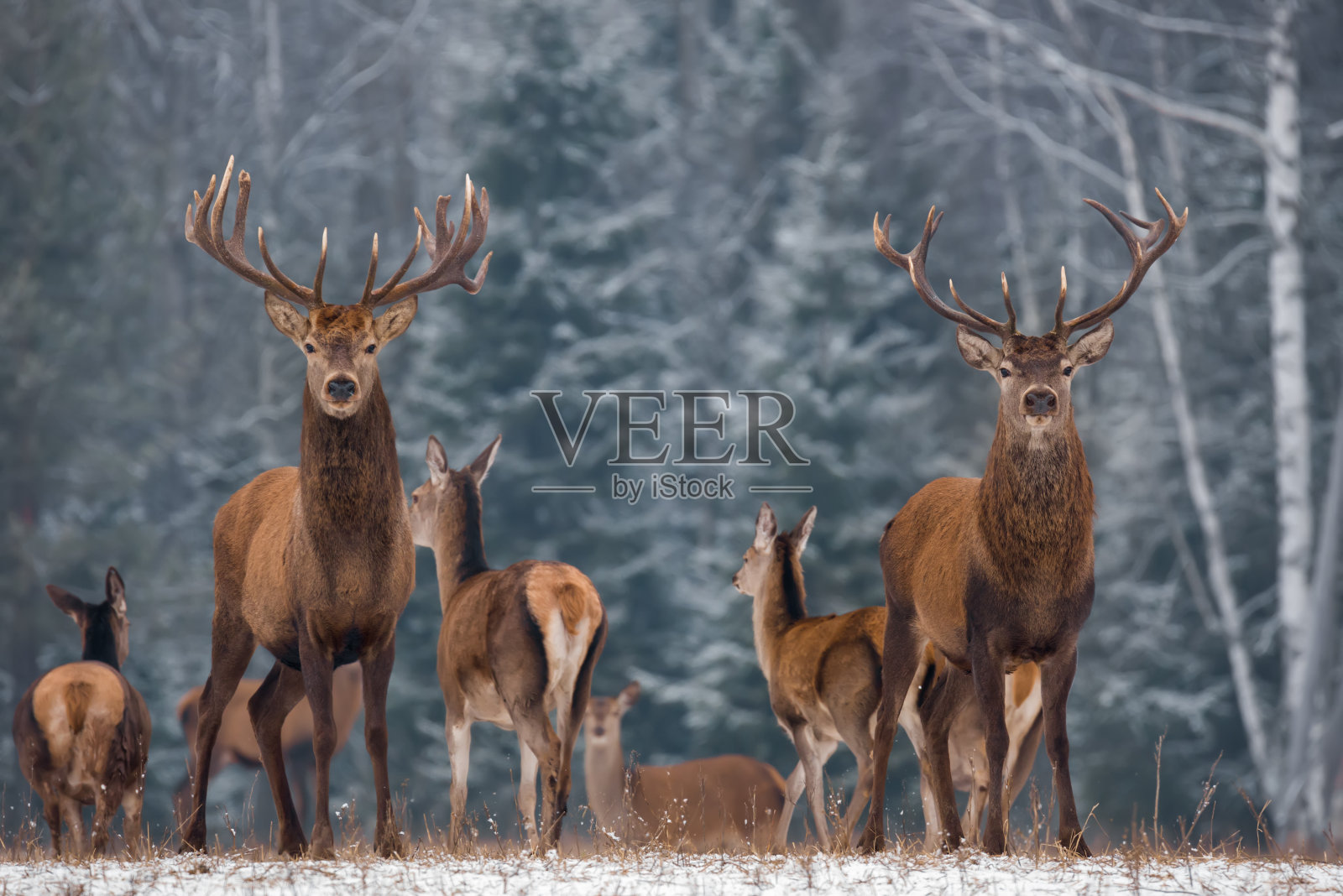 鹿在冬天站在田野上的肖像照片摄影图片