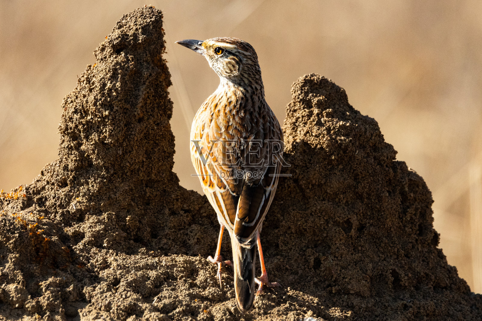 红枕云雀(Rooineklewerik) (Mirafra Africana)在南非豪登省比勒陀利亚的Rietvlei自然保护区照片摄影图片