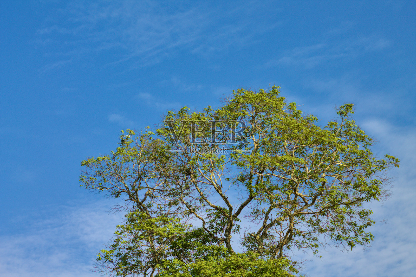 有一棵树的美丽风景照片摄影图片