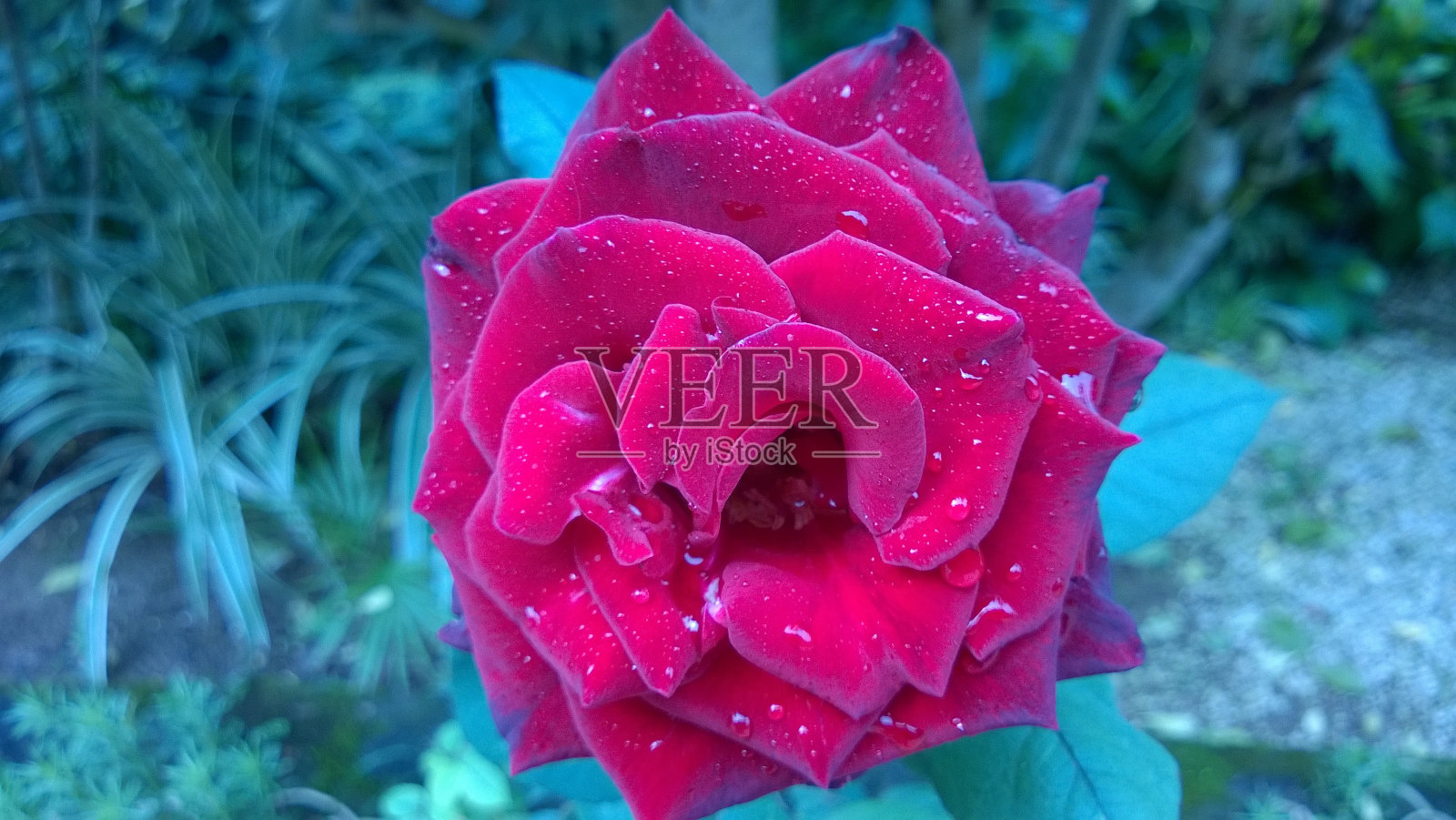 玫瑰真的很漂亮很娇嫩照片摄影图片