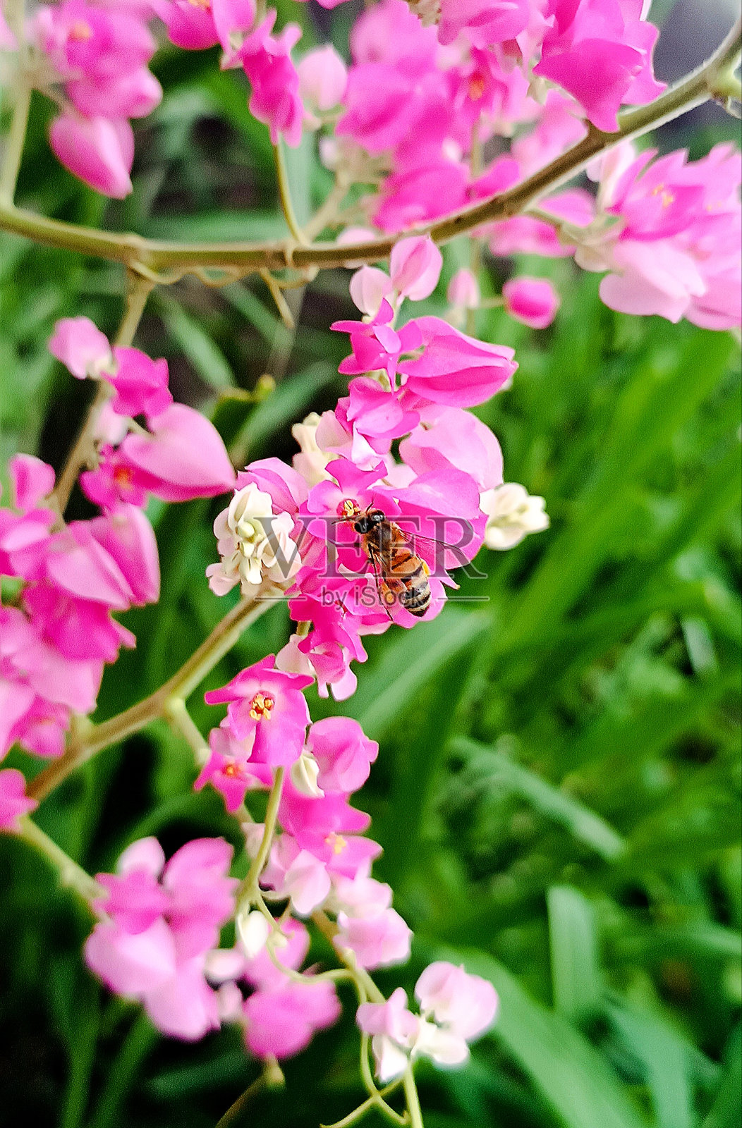 蜜蜂在花上照片摄影图片