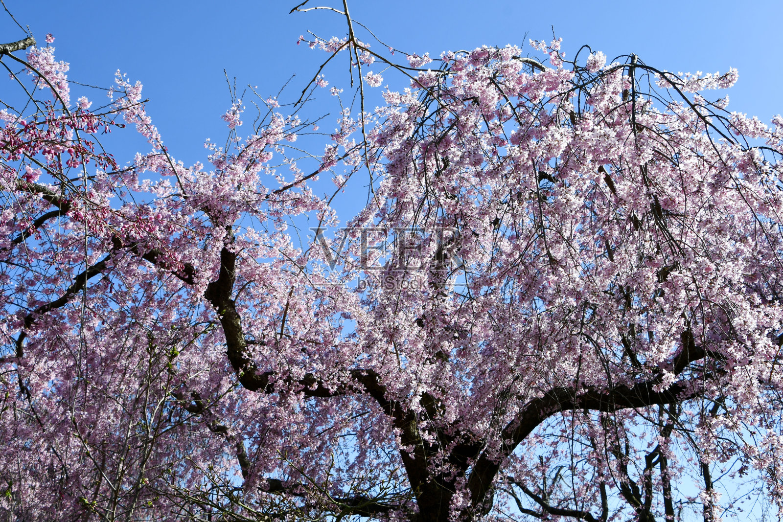 美丽的樱花盛开了。照片摄影图片
