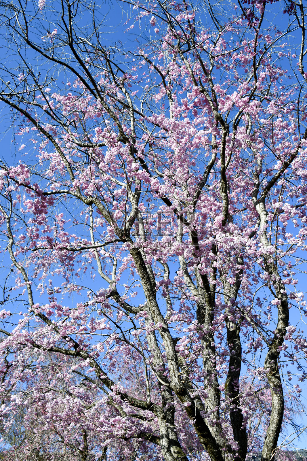 美丽的樱花盛开了。照片摄影图片