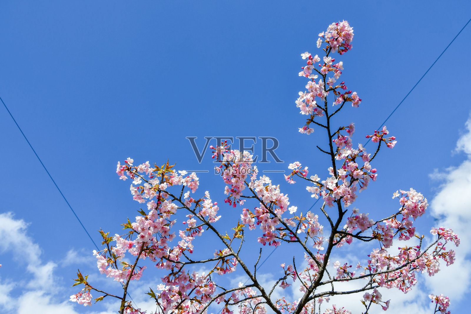 美丽的樱花盛开了。照片摄影图片