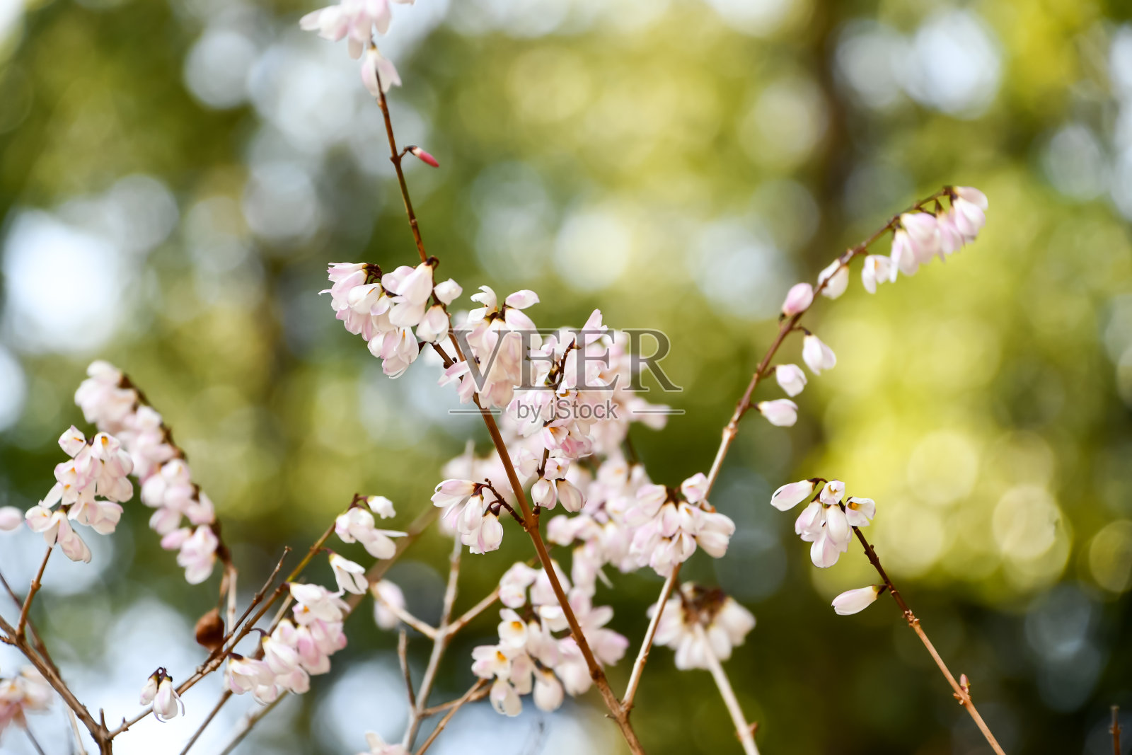 美丽的樱花盛开了。照片摄影图片