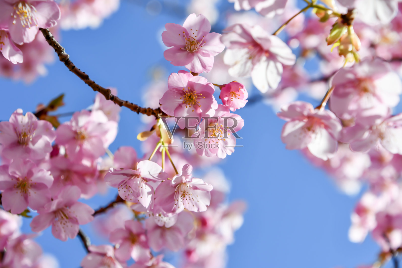 美丽的樱花盛开了。照片摄影图片