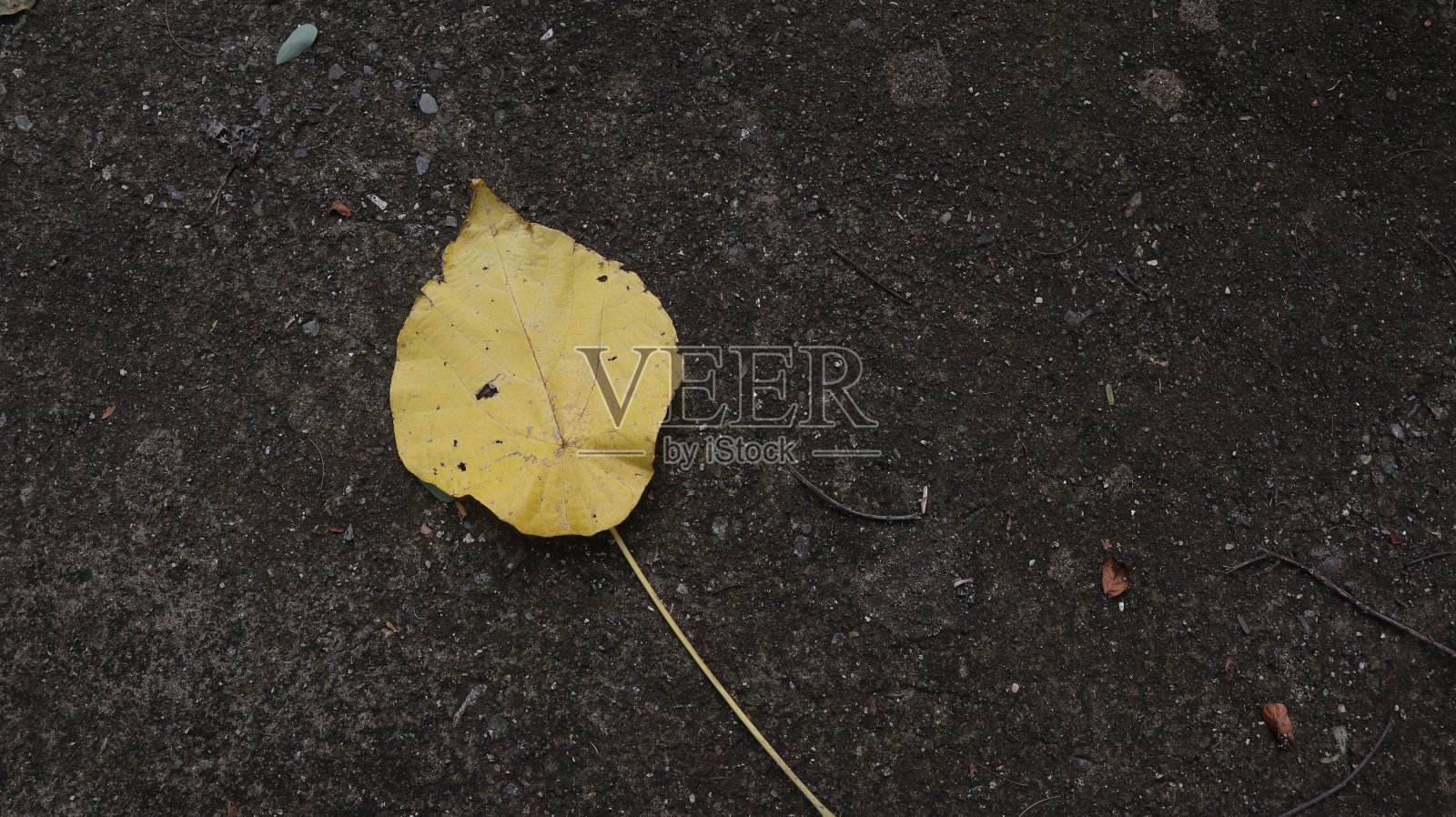 干叶质地照片摄影图片