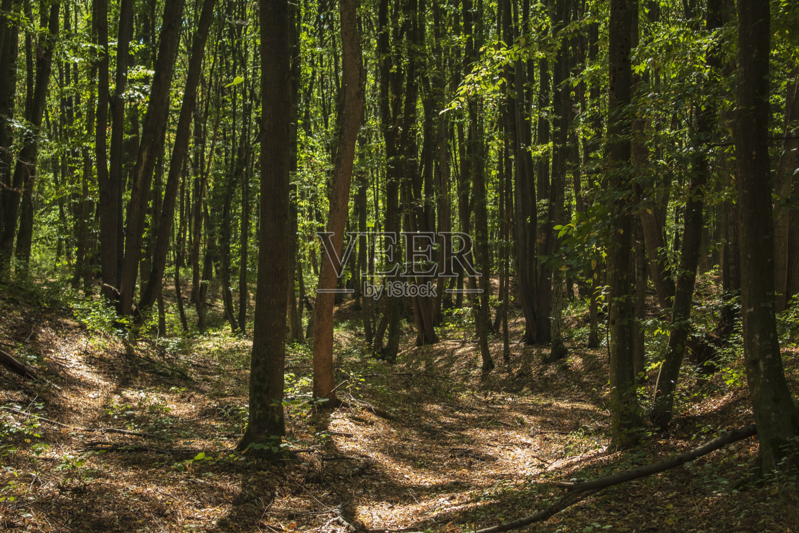 景观-森林-欧洲，罗马尼亚，苏切瓦地区照片摄影图片