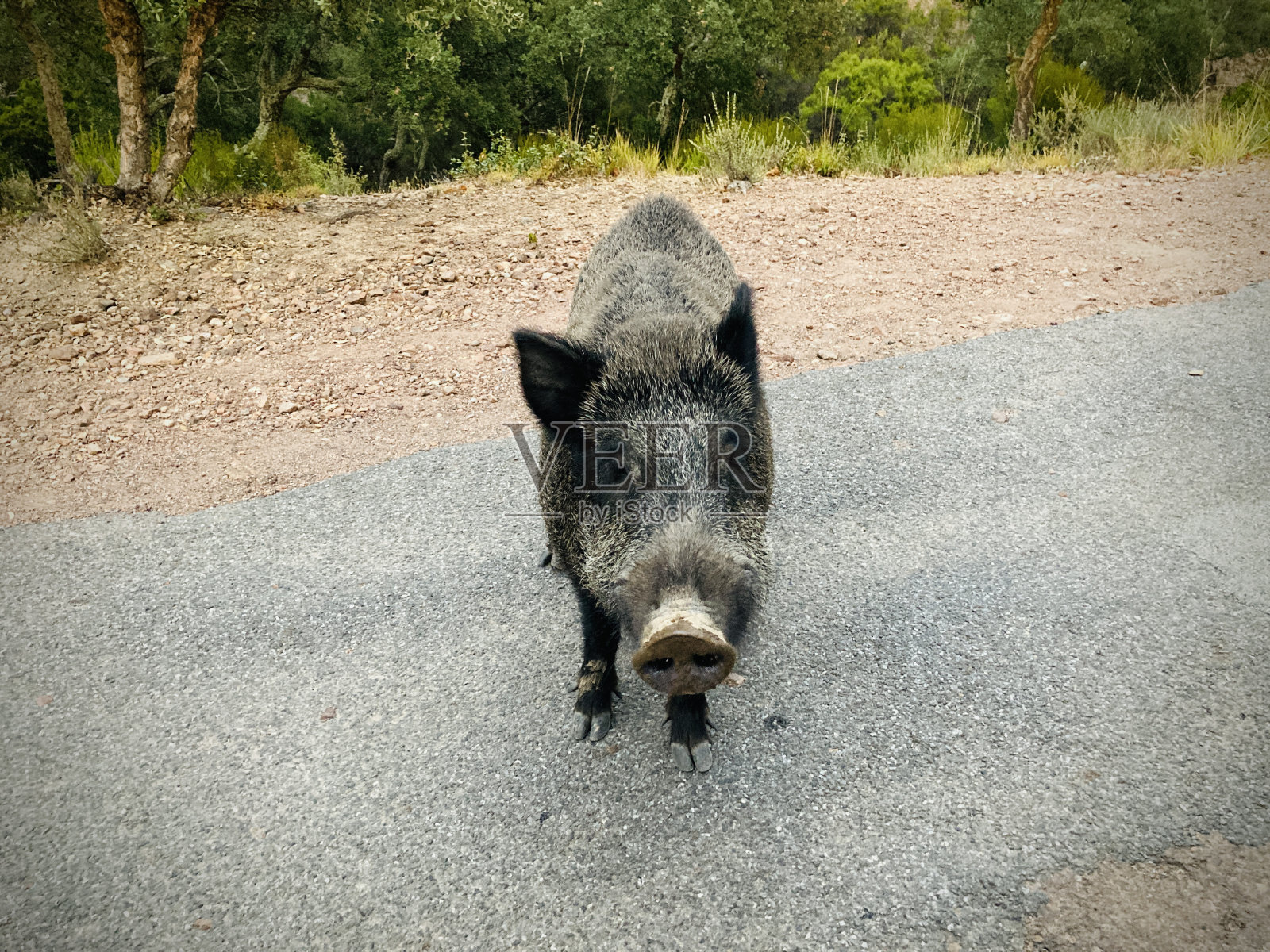 成年野猪标本照片摄影图片