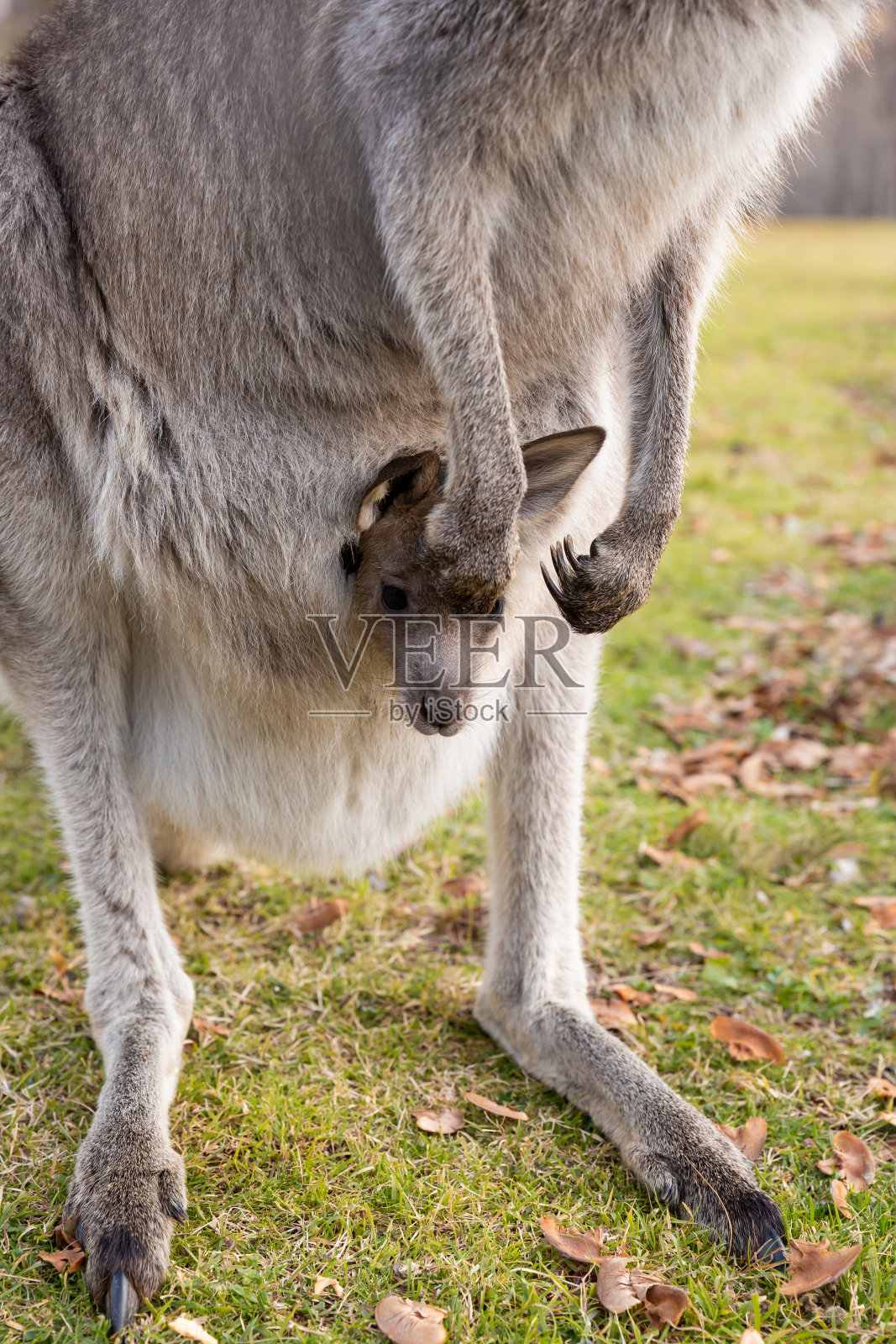 漂亮的东方灰小袋鼠乔伊从妈妈的育儿袋里探出头来照片摄影图片