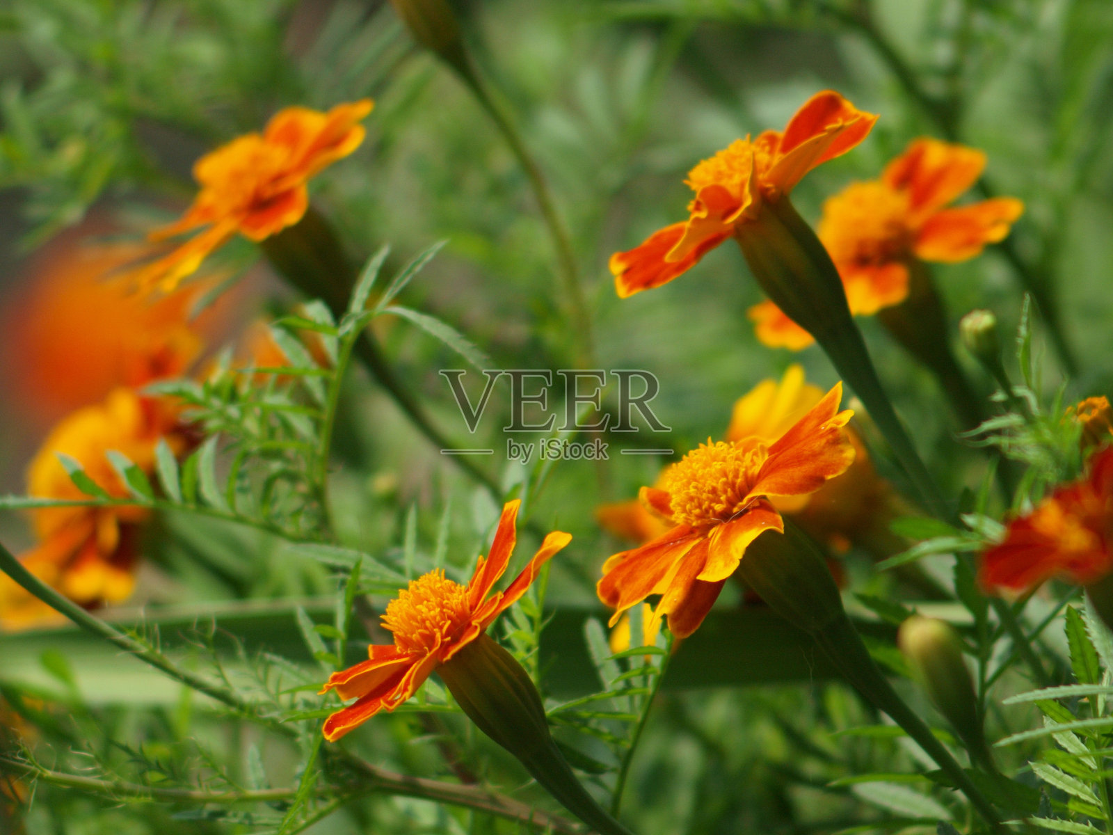 花园里花坛里的花照片摄影图片