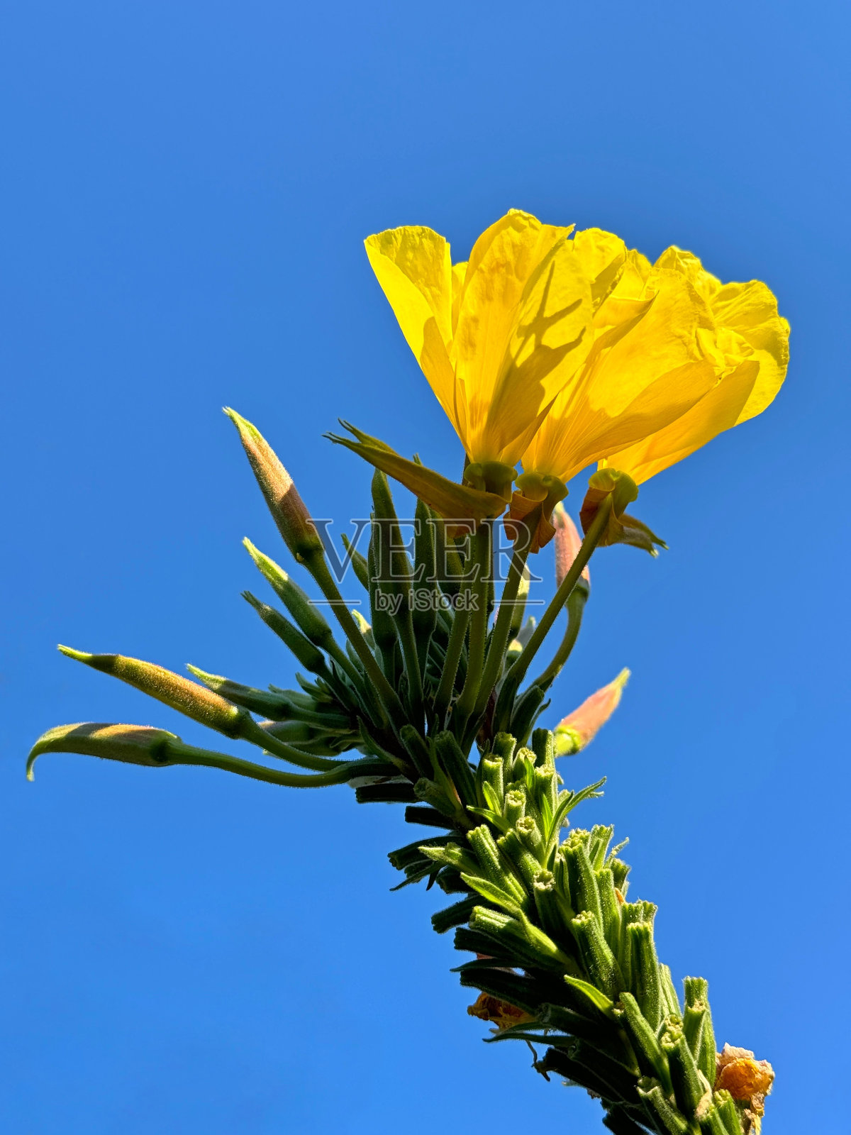 蓝色天空上的黄花月见草。照片摄影图片