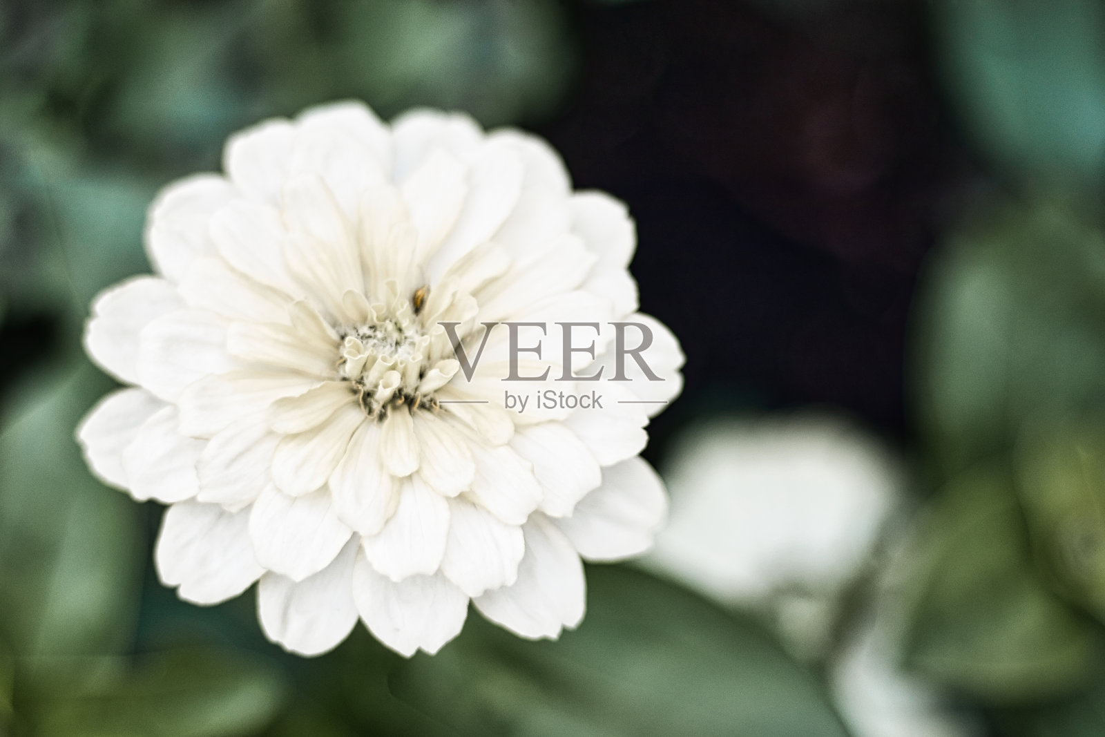 白色百日菊花特写照片摄影图片