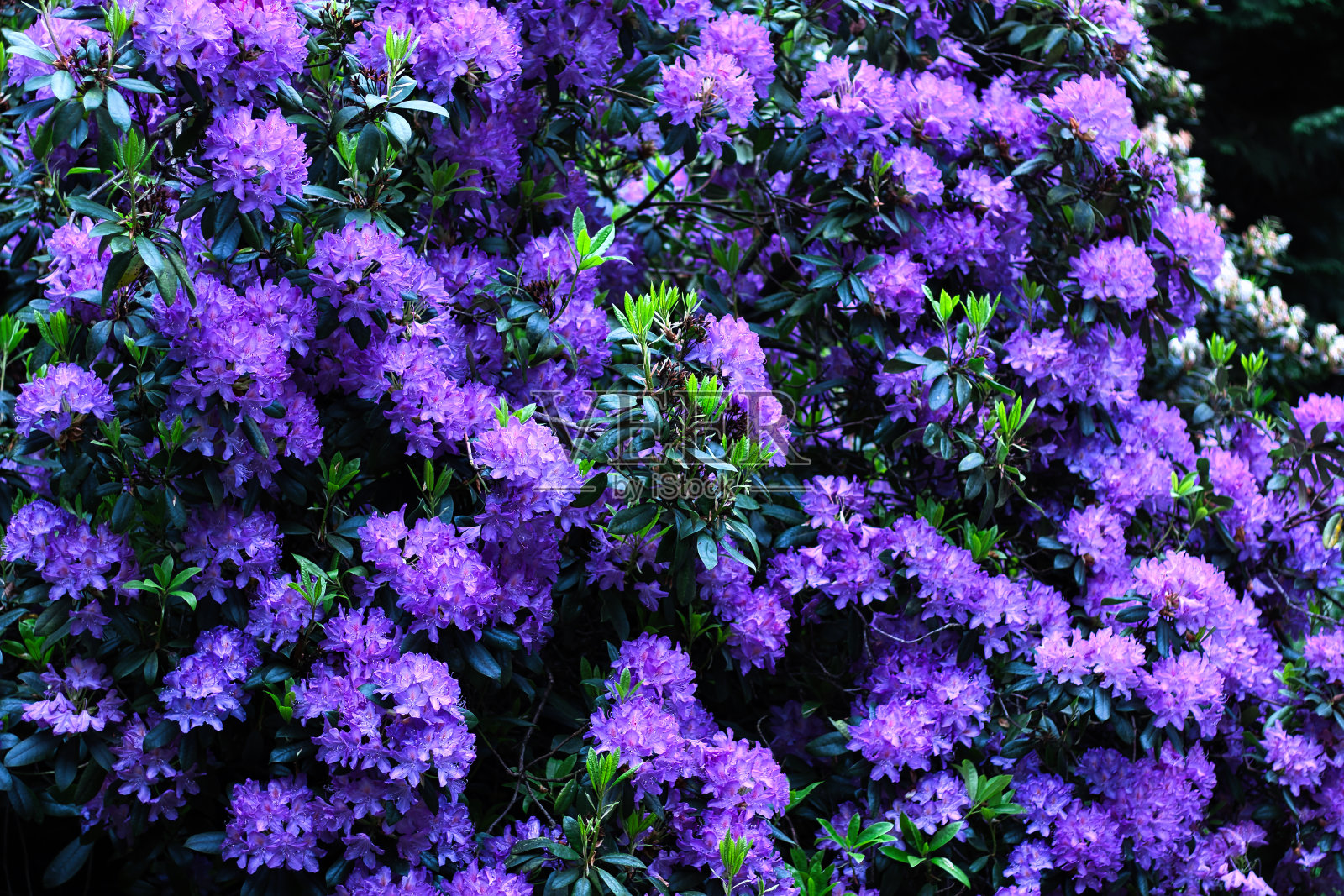 紫色杜鹃花盛开照片摄影图片