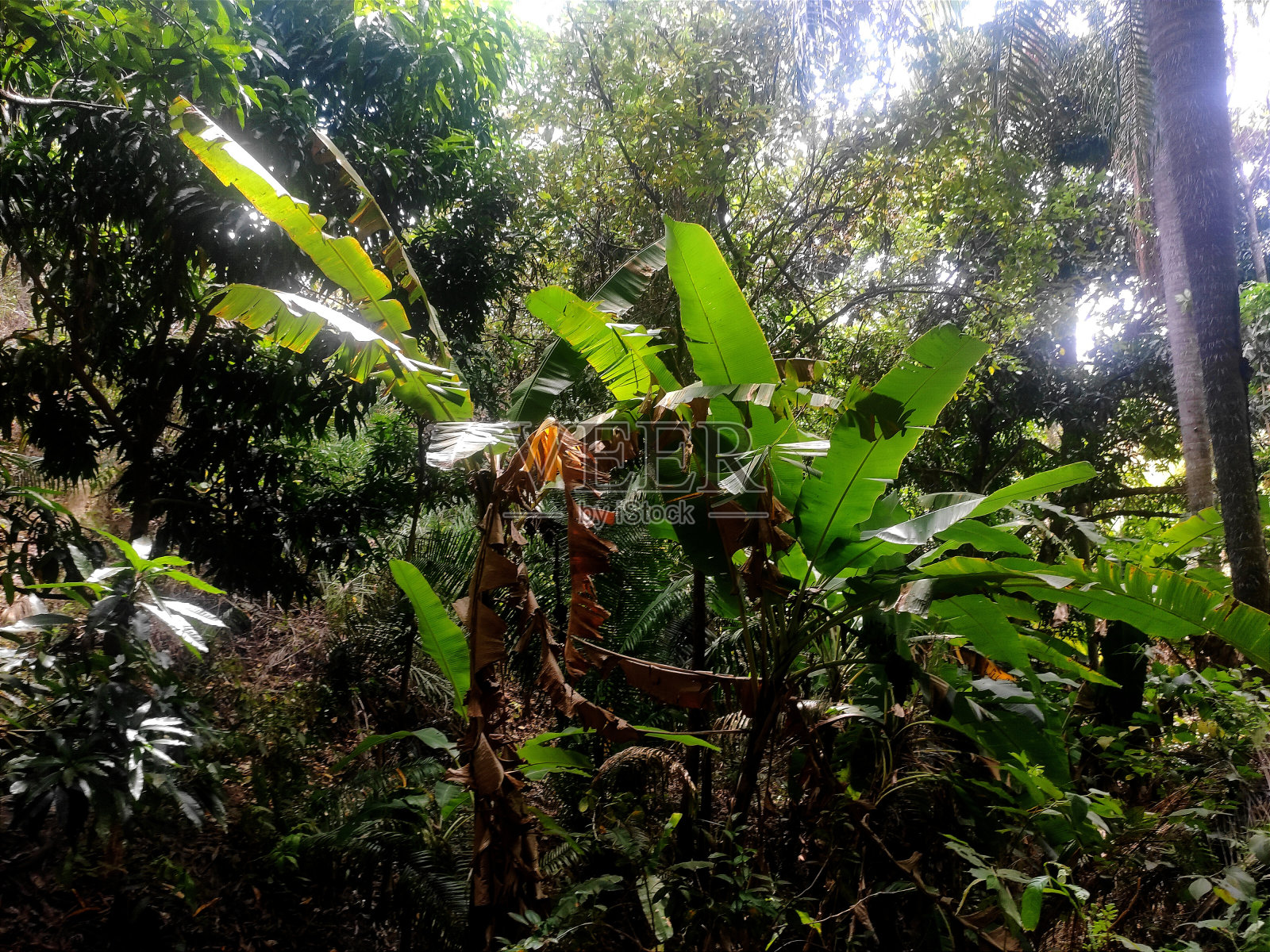 Araripe高原上的徒步小径照片摄影图片