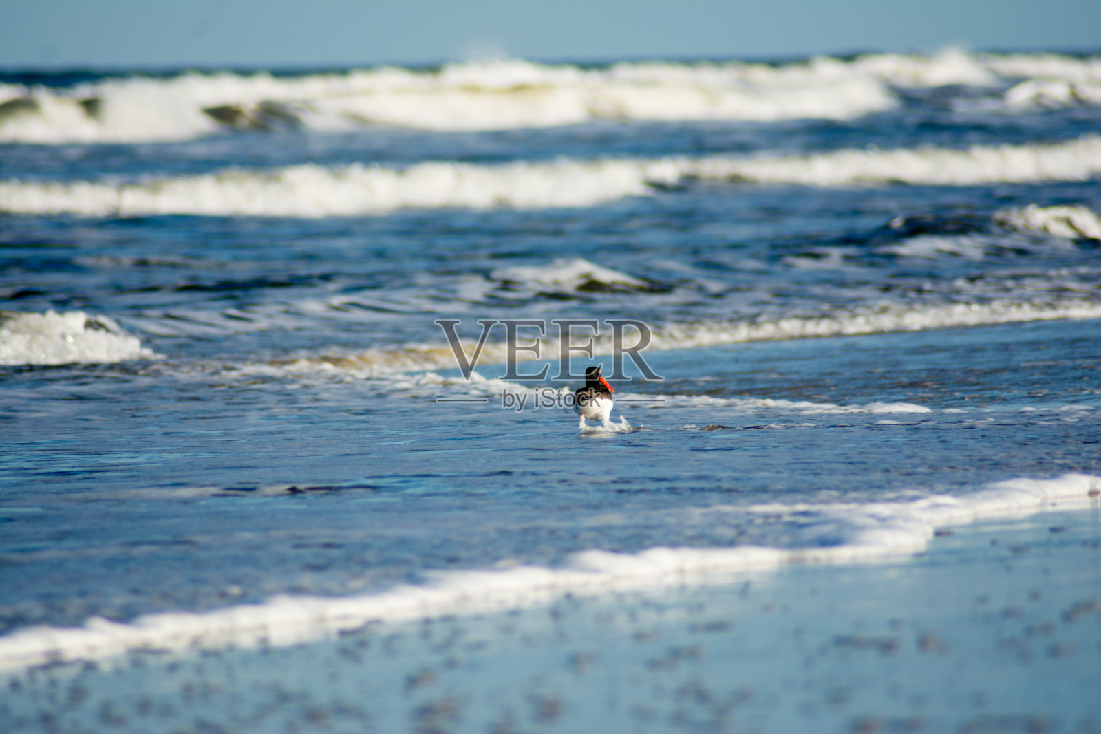 皮鲁-皮鲁在海滩上的照片照片摄影图片