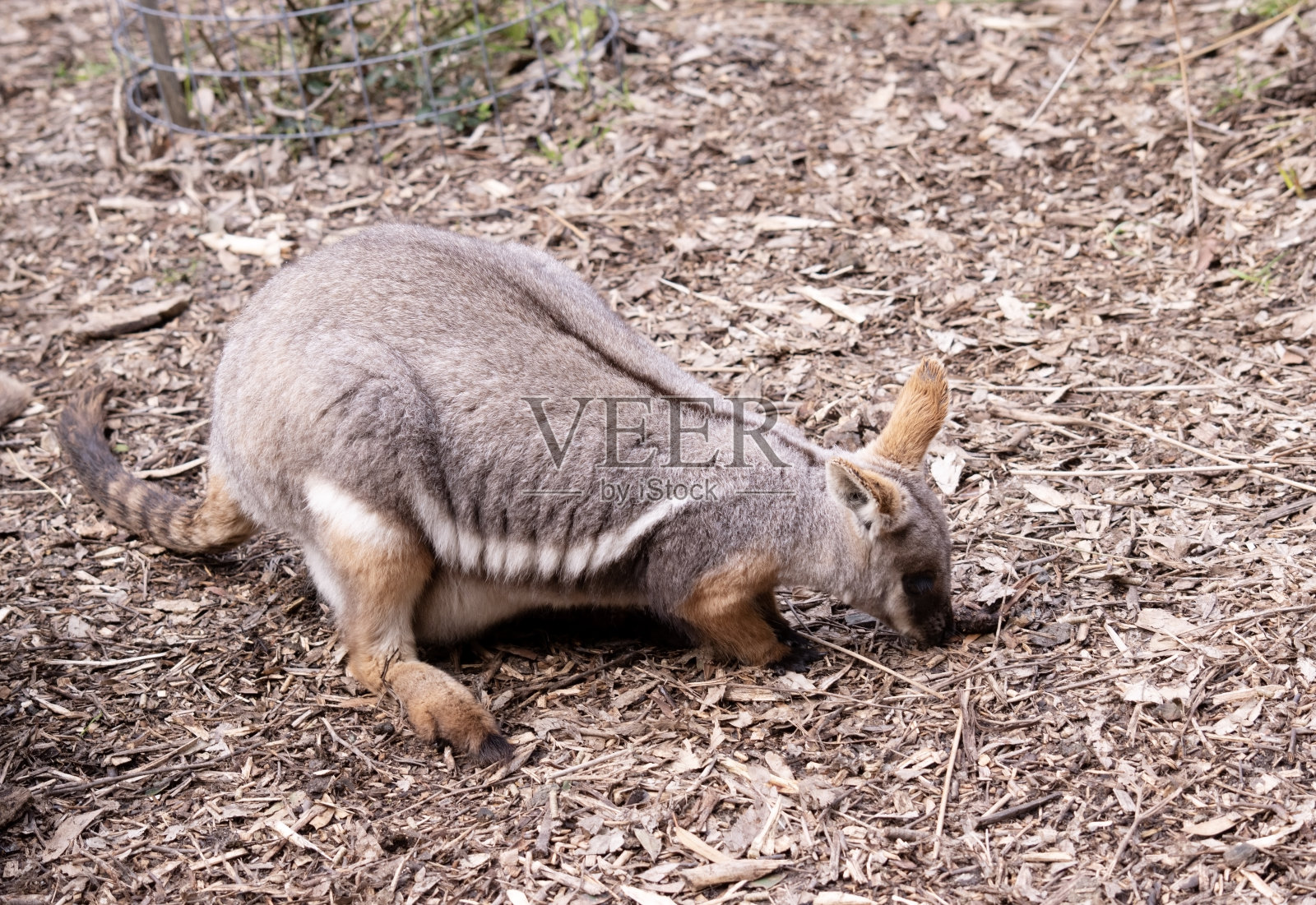 这是一只黄足岩袋鼠的侧视图照片摄影图片