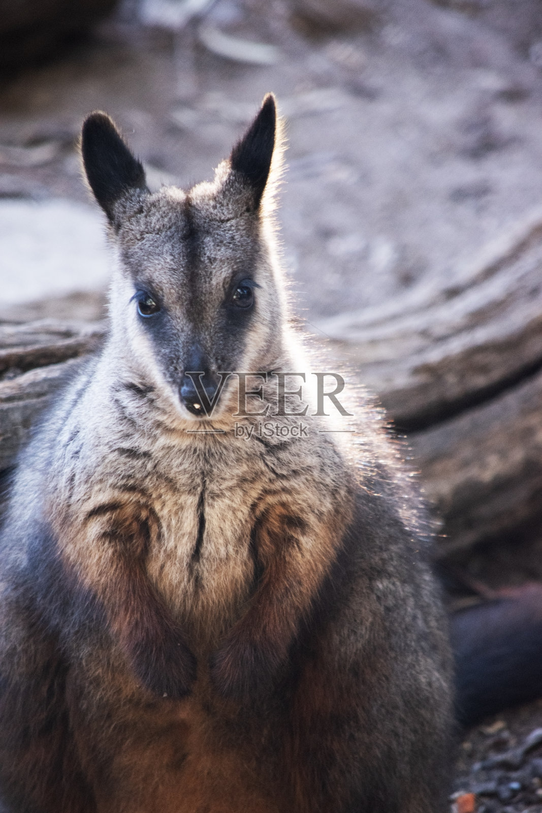 这是一只南方刷尾岩小袋鼠的特写照片摄影图片